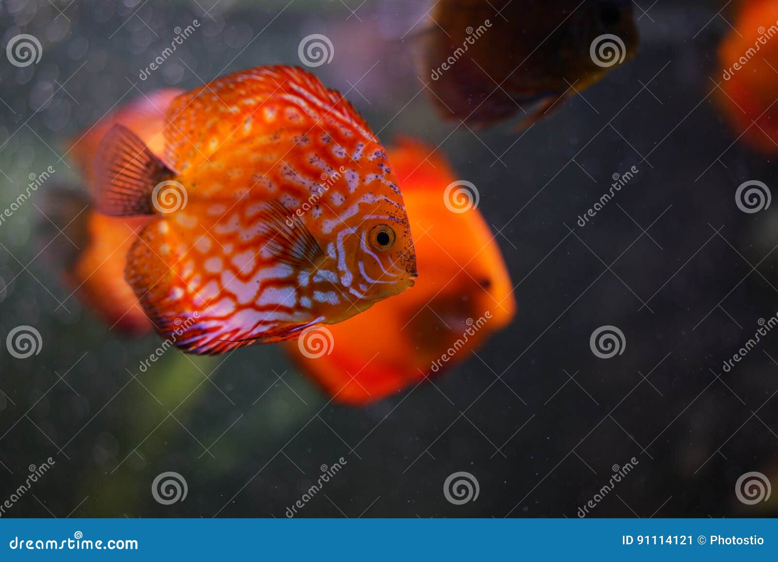 Discus fish in aquarium stock image. Image of fish, striped 91114121