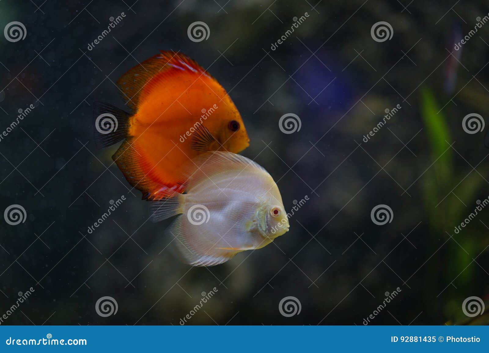 Discus fish in aquarium stock image. Image of underwater 92881435