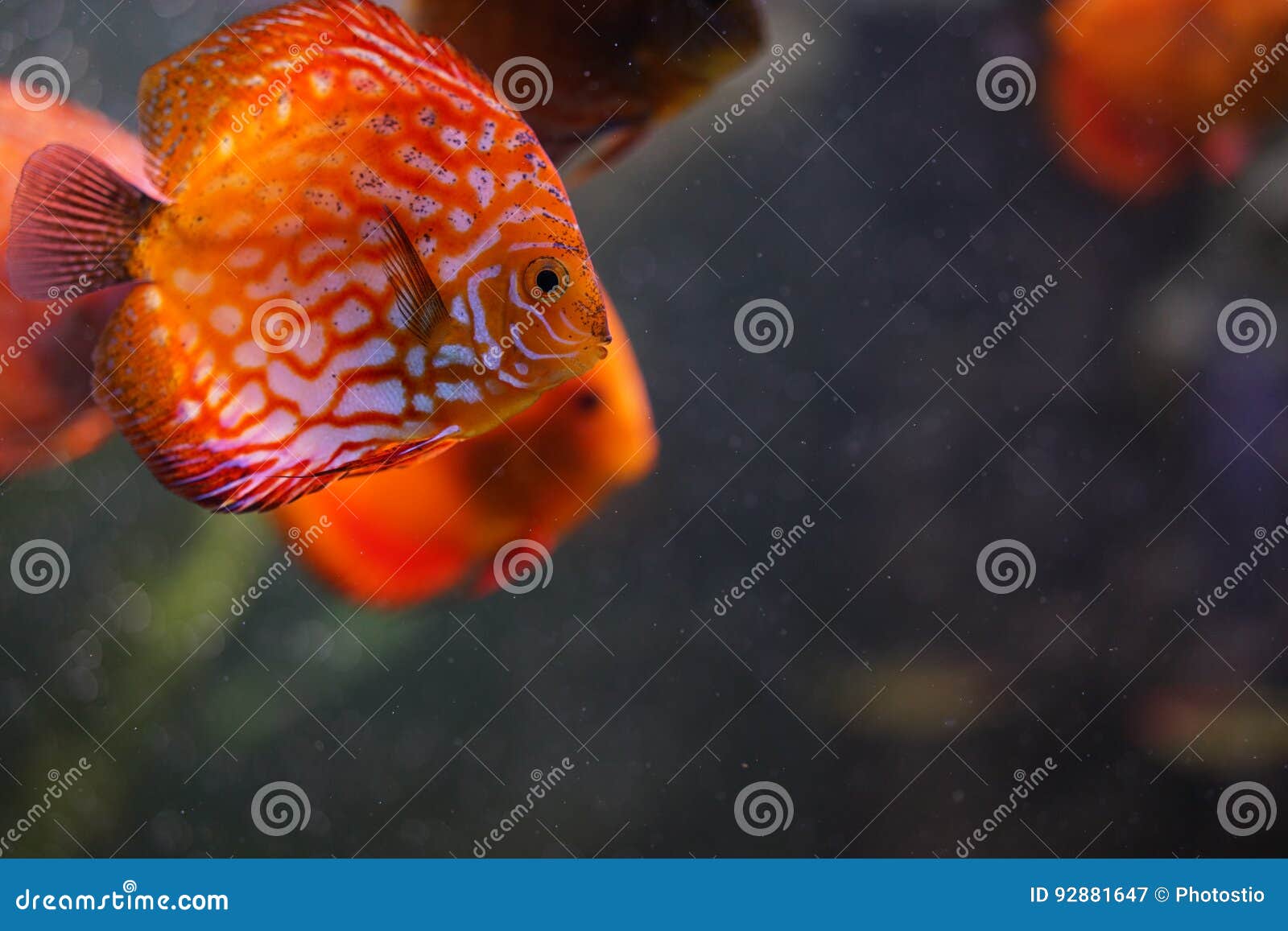 Discus fish in aquarium stock image. Image of beautiful 92881647