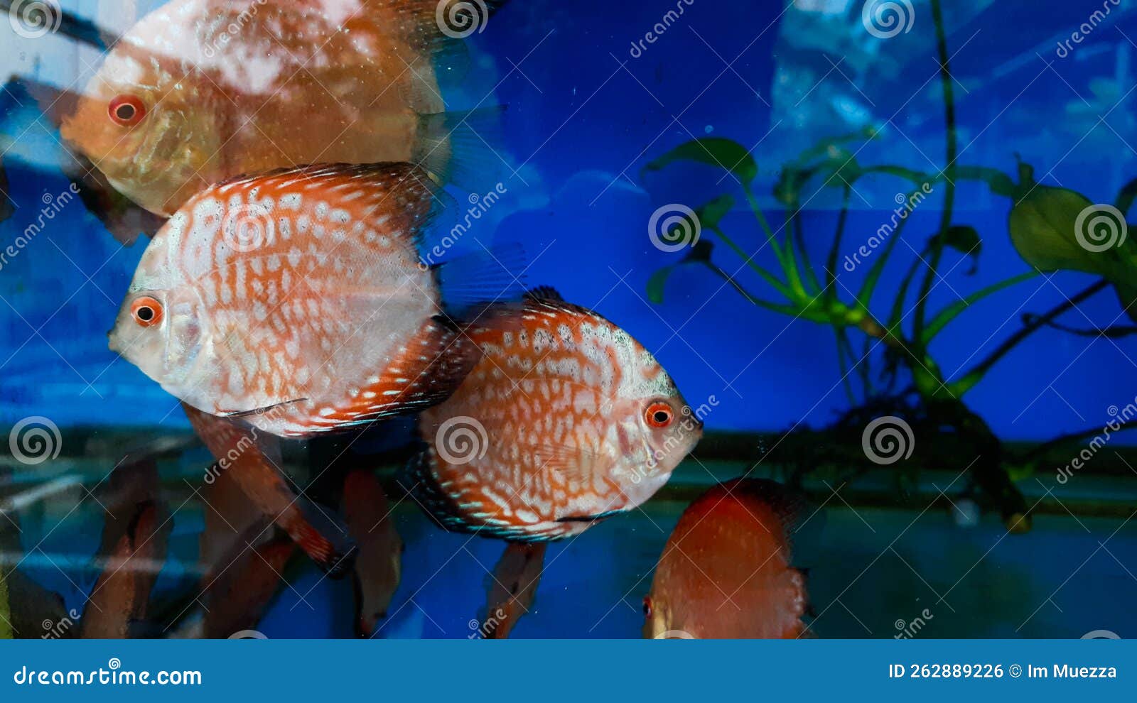 Discus Fish in Aquarium, Tropical Fish. Symphysodon Discus from  River  Stock Photo - Image of diamond, closeup: 262889226