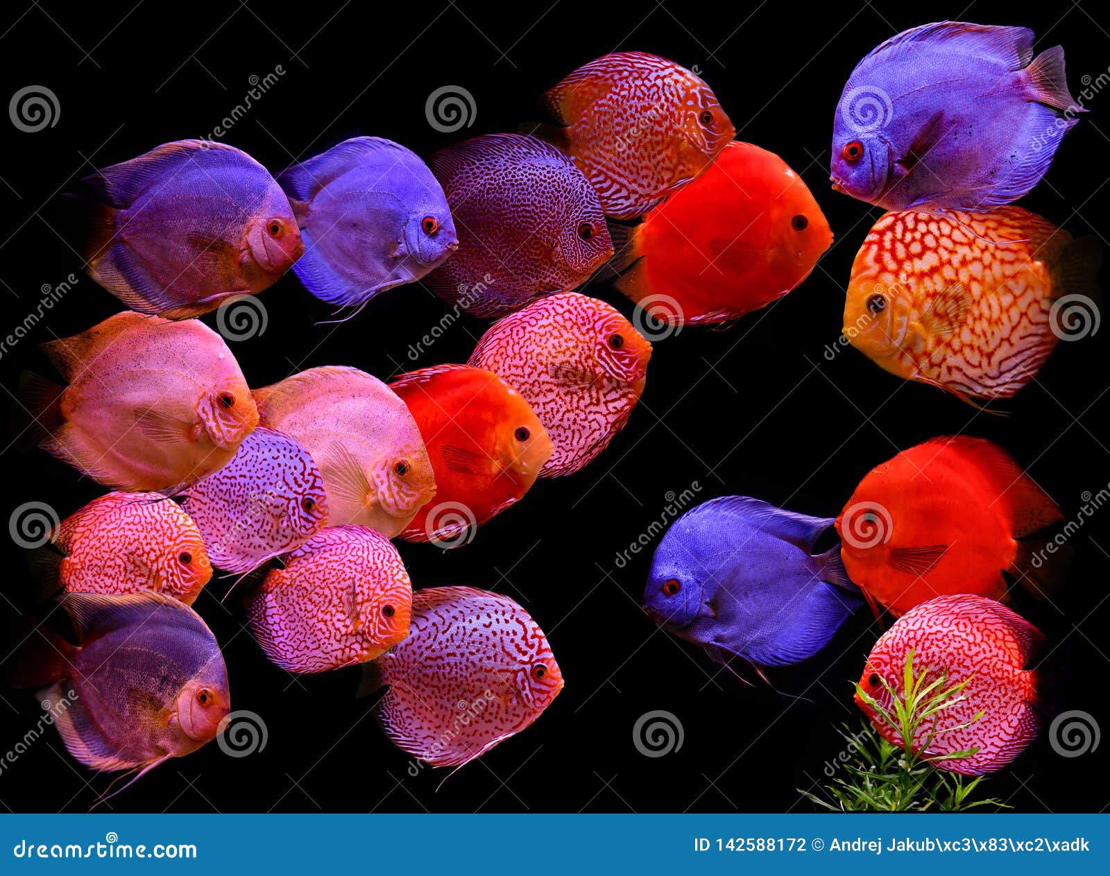 Discus Fish in Aquarium, Tropical Fish on Black. Symphysodon Discus from   River Stock Photo - Image of fish, orange: 142588172