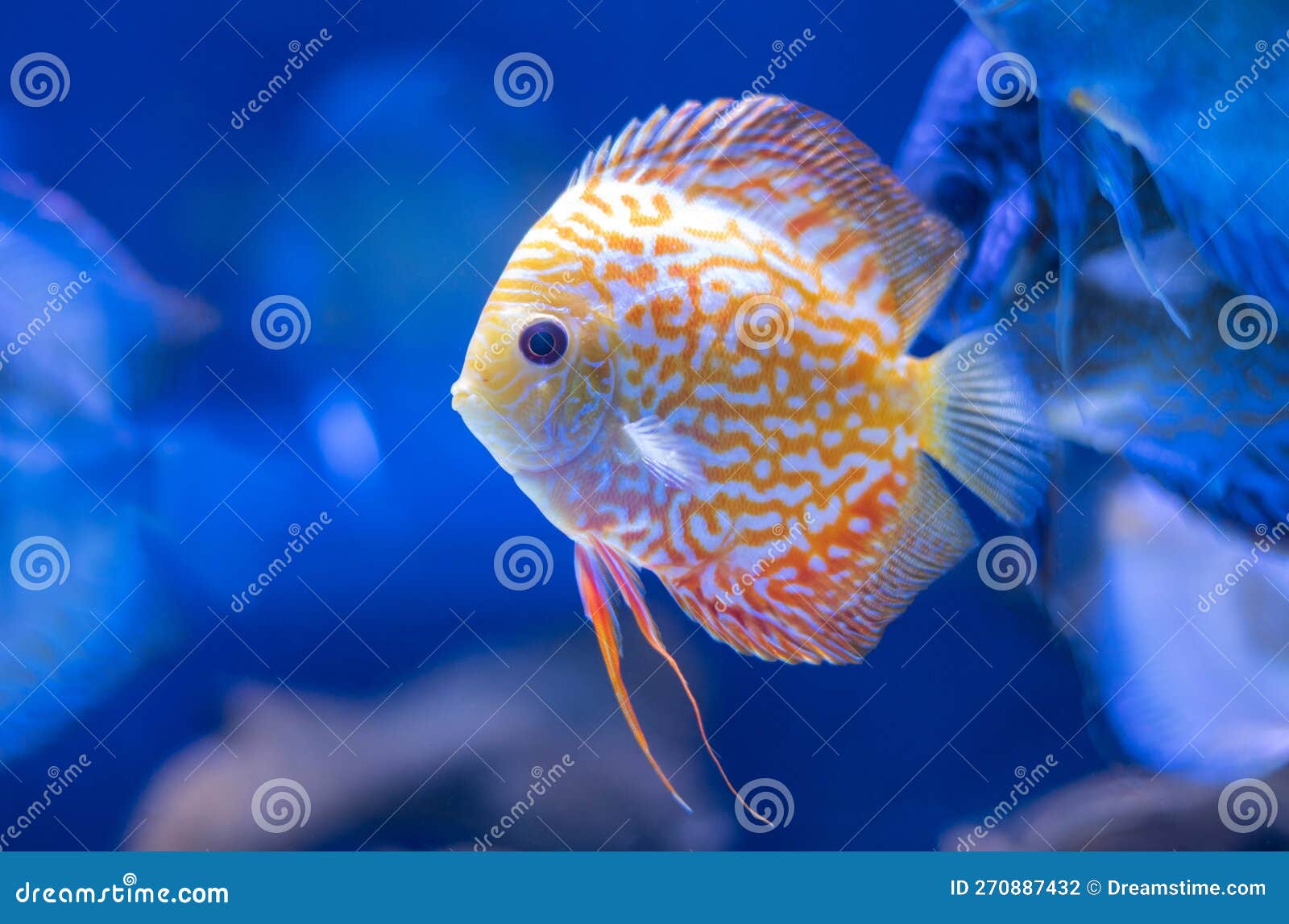 Discus Fish in Aquarium, Tropical Fish. Symphysodon Discus from  River  Stock Photo - Image of animal, orange: 270887432