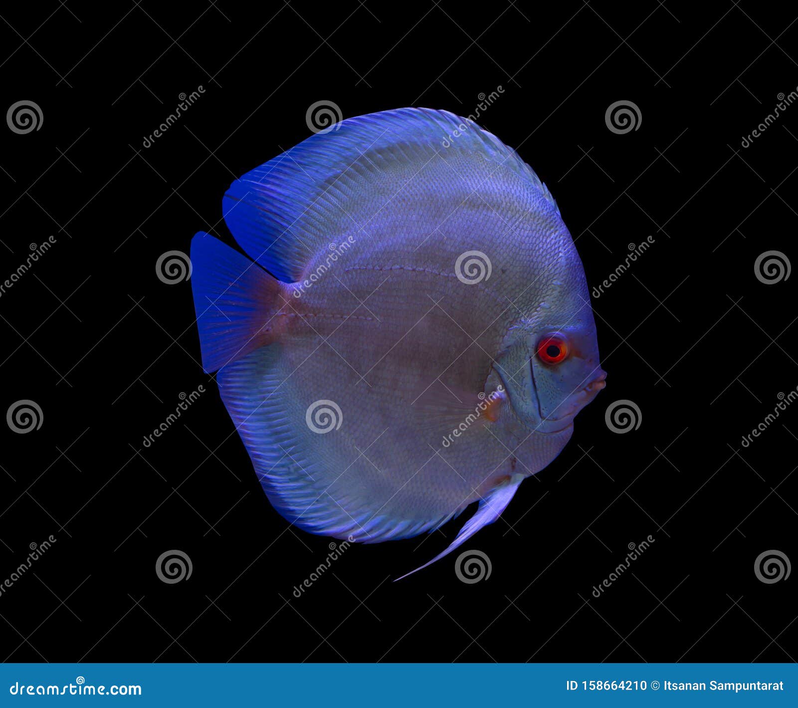Discus Fish on Black Background Stock Photo Image of fresh, aquatic