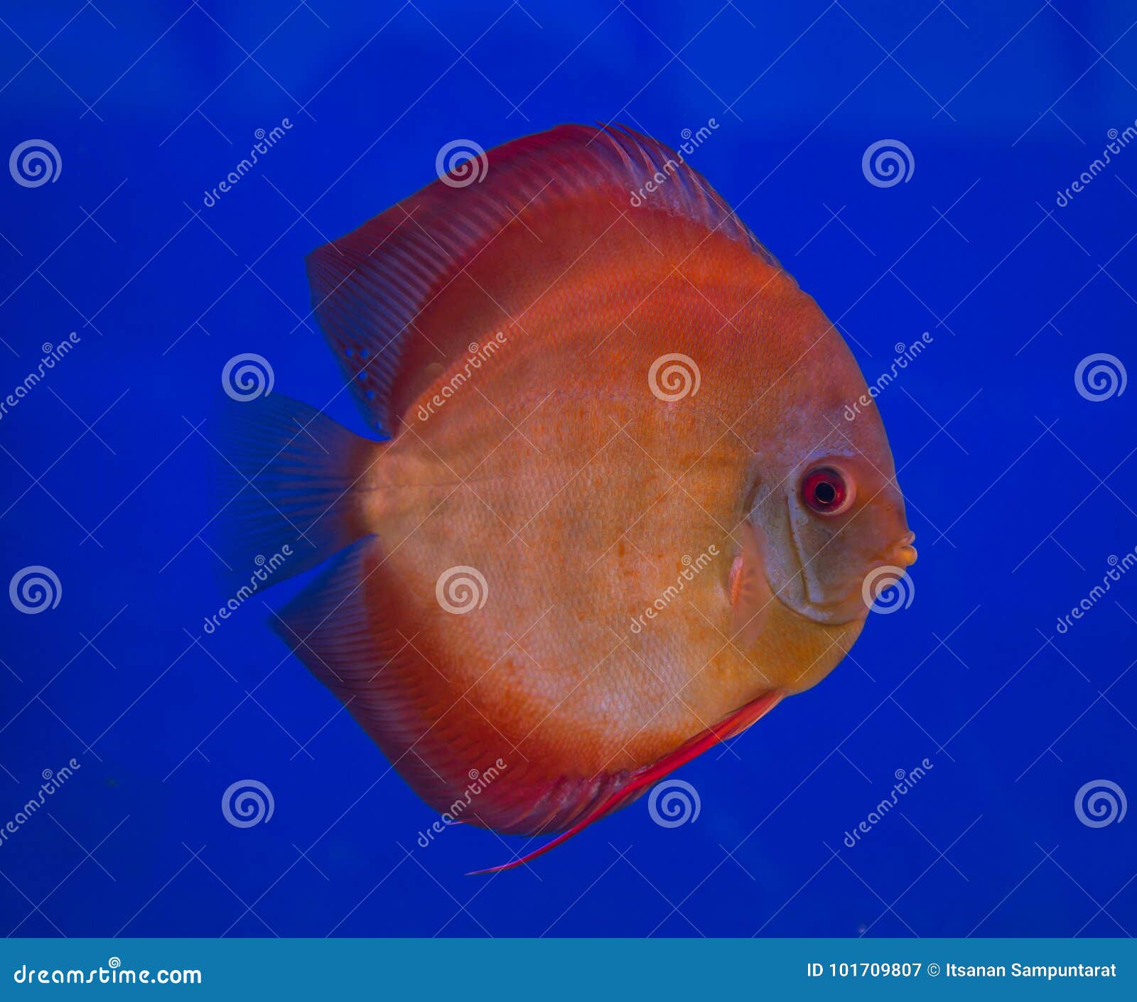 Discus Fish in a Blue Background Stock Image Image of isolated