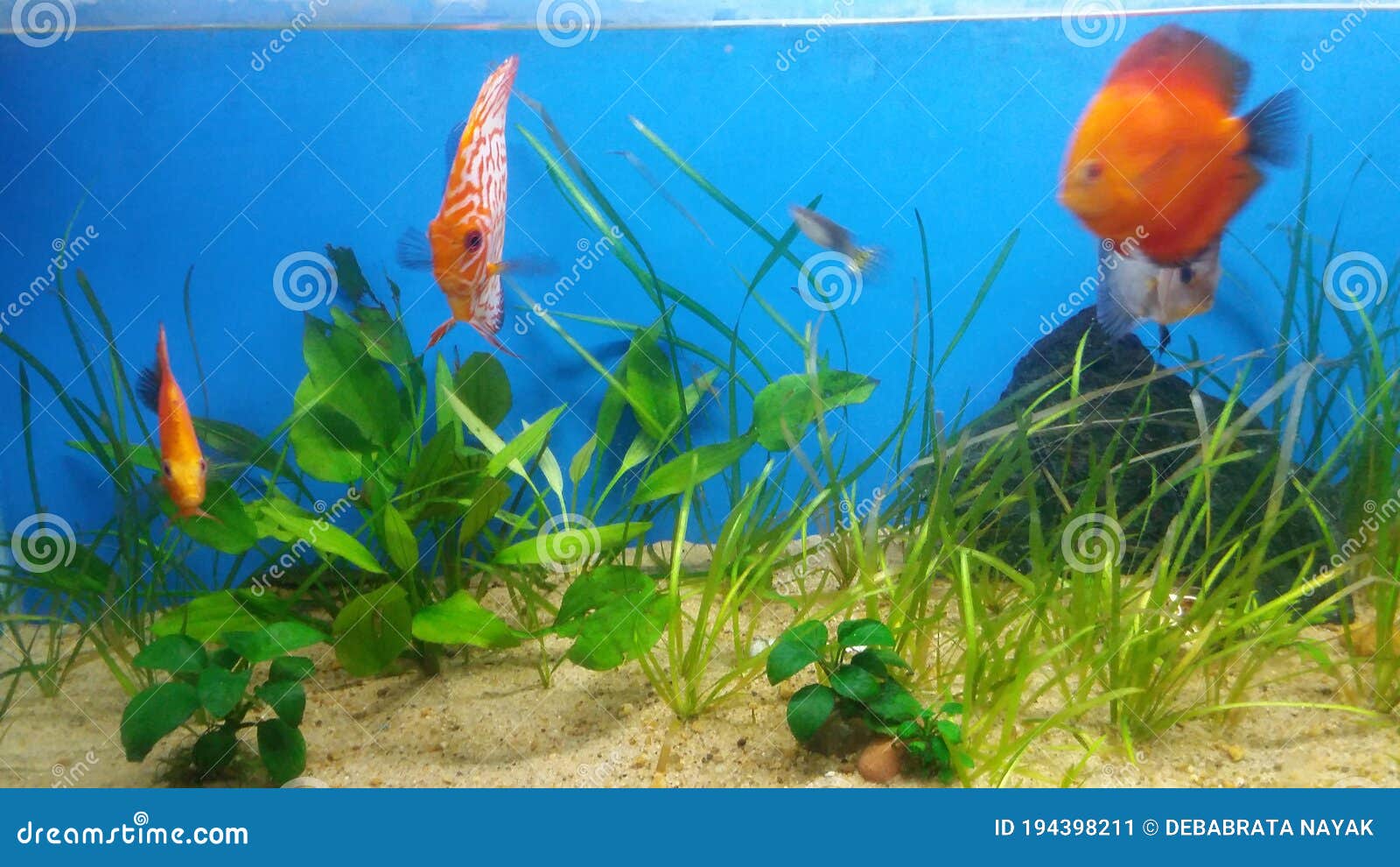 Discus Fish with Hardy Aquarium Plant Stock Image Image of green