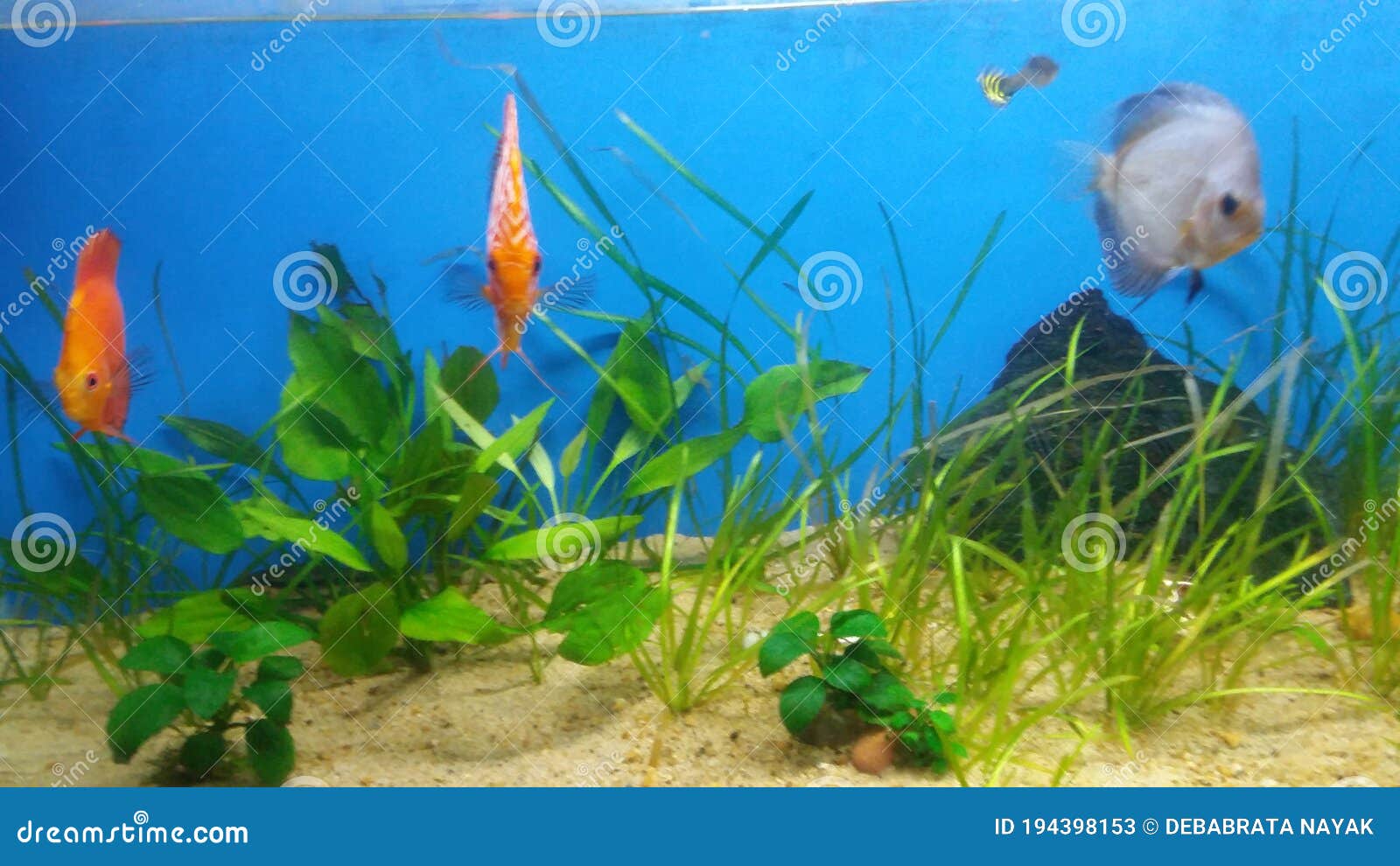 Discus Fish with Hardy Aquarium Plant Stock Image Image of swim