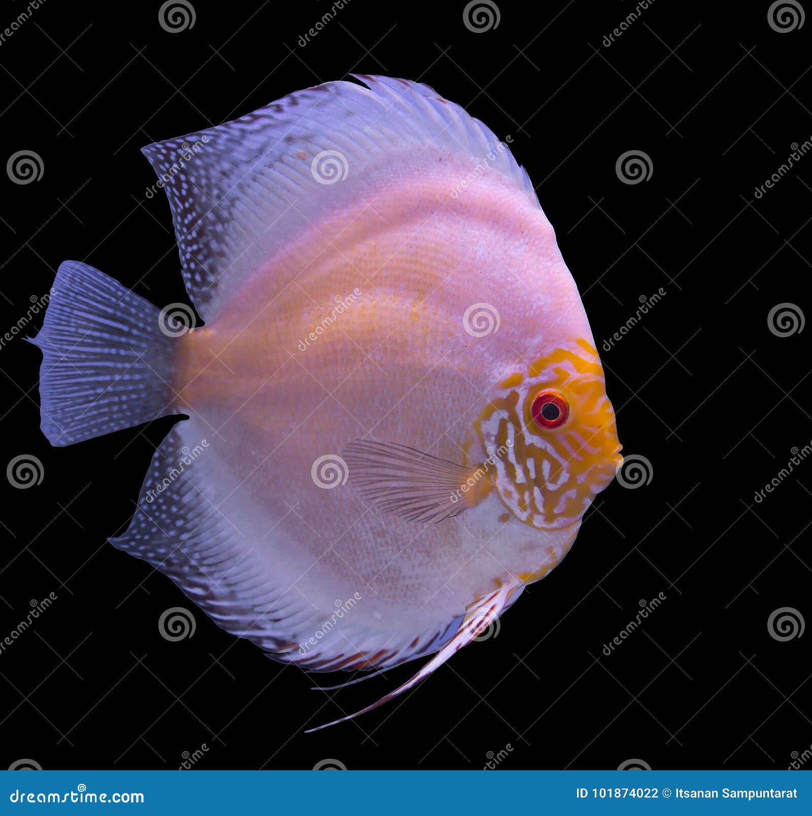 Discus Fish Isolated in a Black Background Stock Photo Image of
