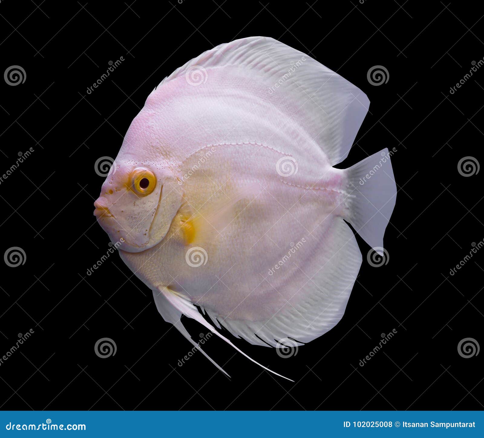 Discus Fish Isolated in a Black Background Stock Photo Image of