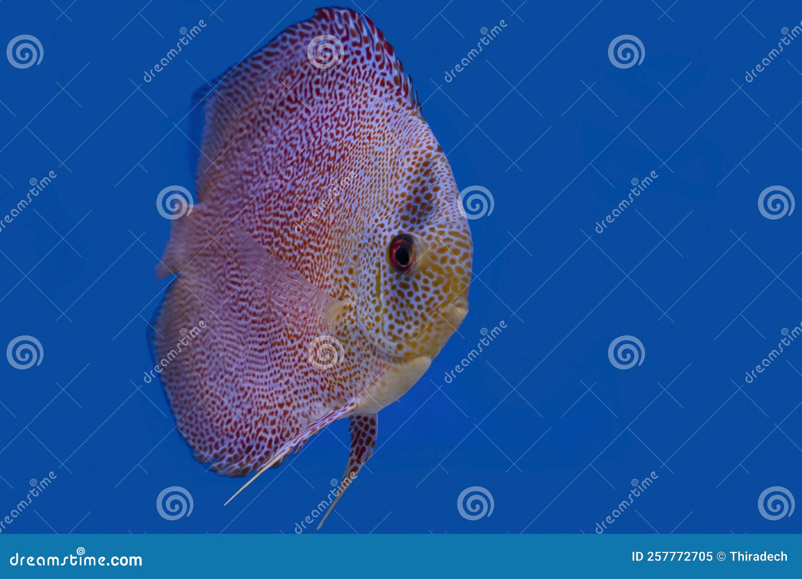 Discus Fish Isolated on a Blue Background Stock Image Image of discus