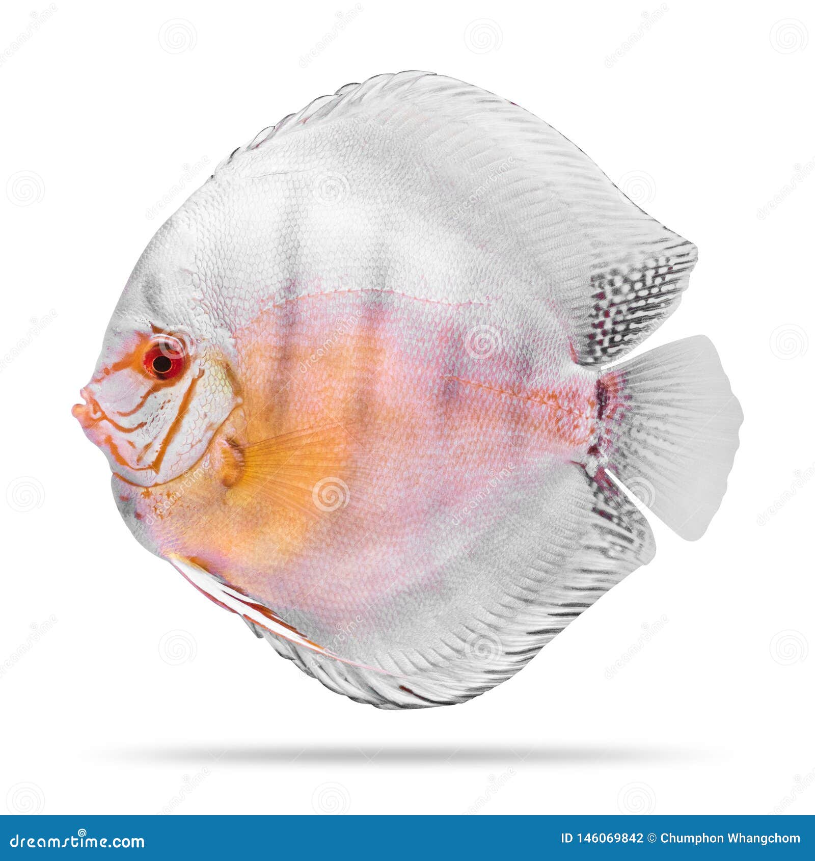 Discus Fish Isolated on White Background. Clipping Path Stock Photo
