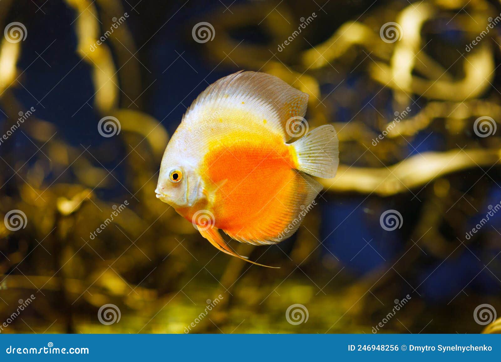 Discus Fish on Natural Biotop in Amazon River. Stock Photo Image of