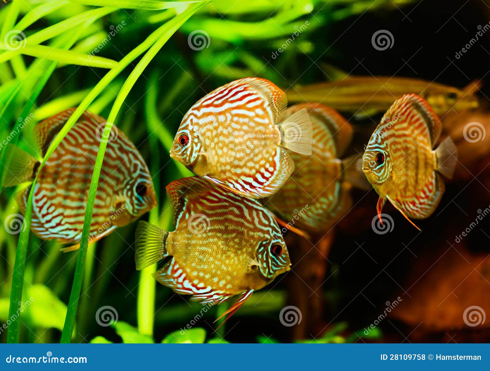Discus fish (Symphysodon) stock photo. Image of spotted 28109758