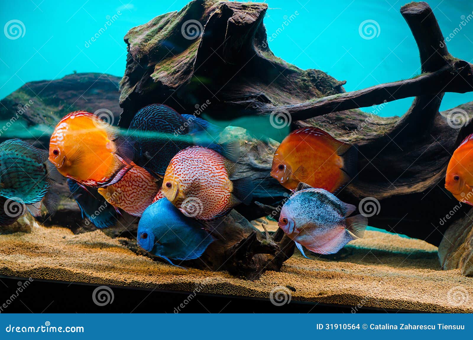 Discus Fish Tank