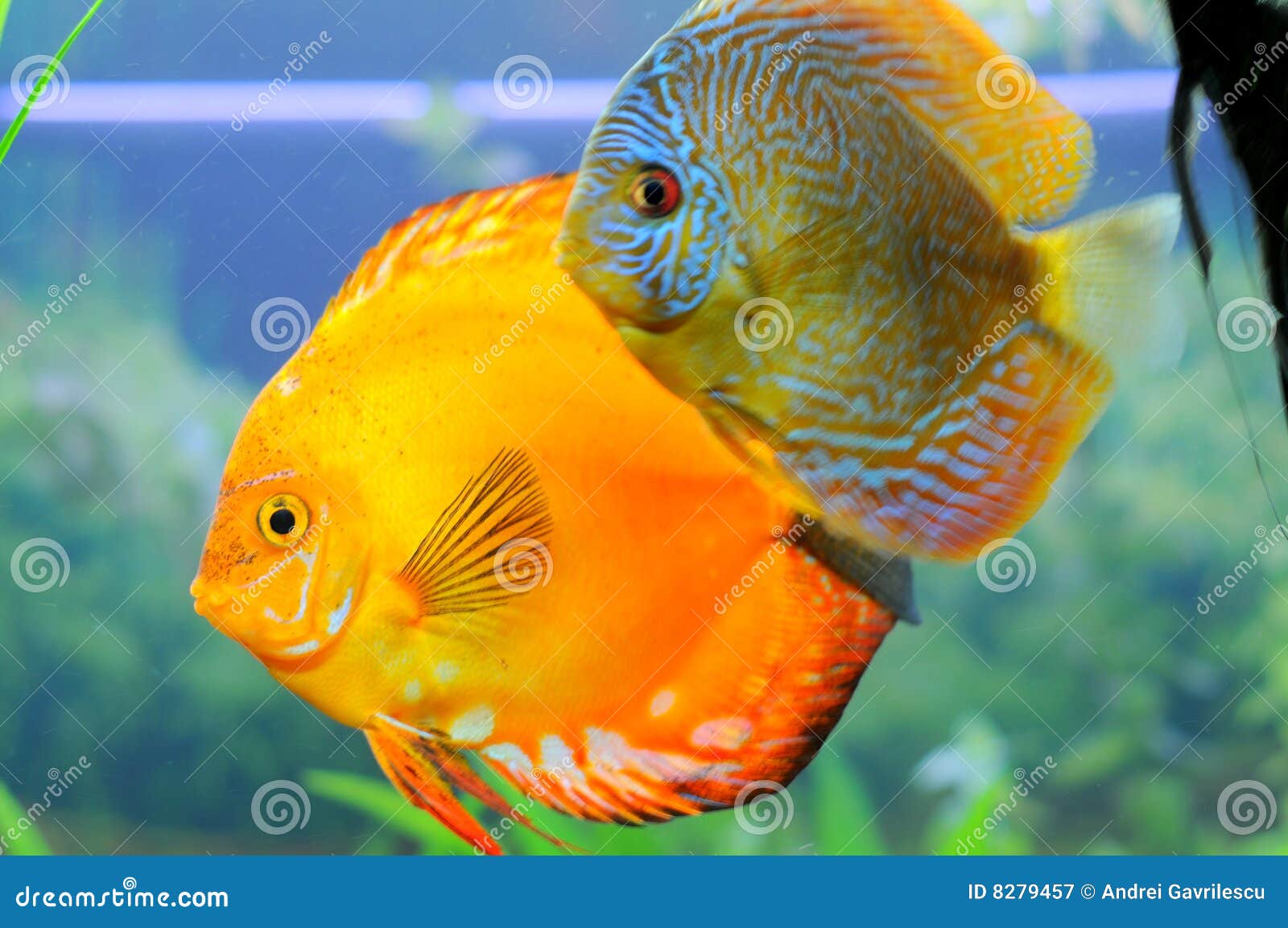 Discus pair stock image. Image of amazon, discovery, exhibit 8279457
