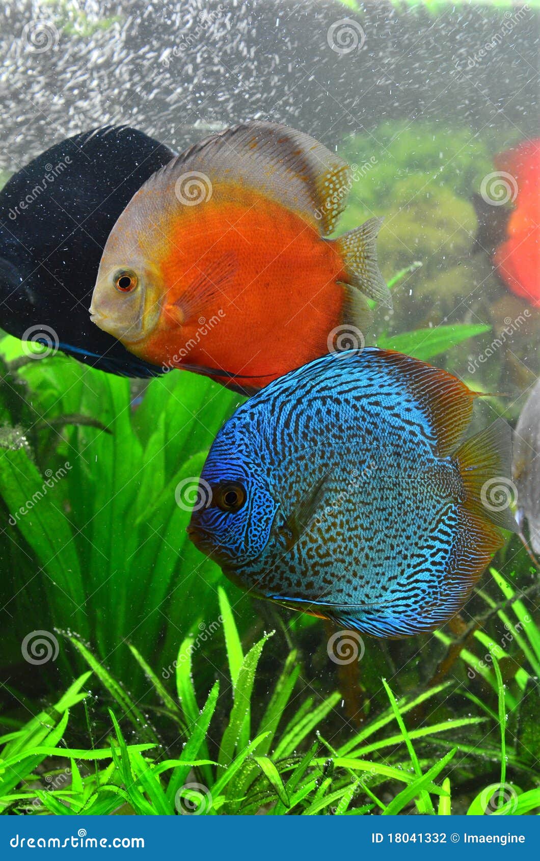 Discus Pair Tropical Aquarium Fish Stock Photo Image of planted