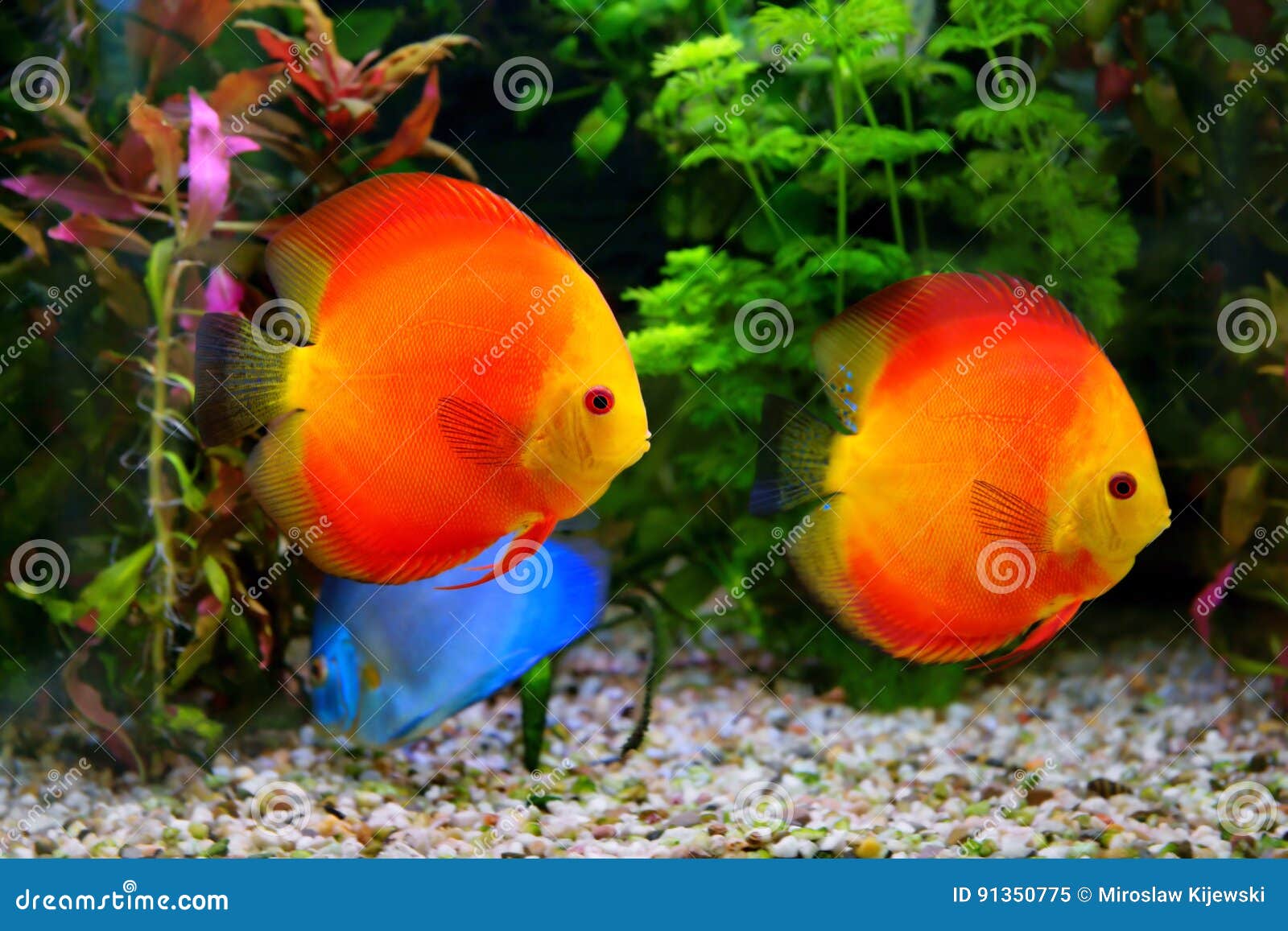 Discus Symphysodon Multi Colored Cichlids In The Aquarium The Freshwater Fish Native To The Amazon River Basin Stock Image Image Of Animals Nature Discus Symphysodon Multi Colored Cichlids In The Aquarium The Freshwater Fish Native To The Amazon River Basin Stock Image Image Of Animals Nature