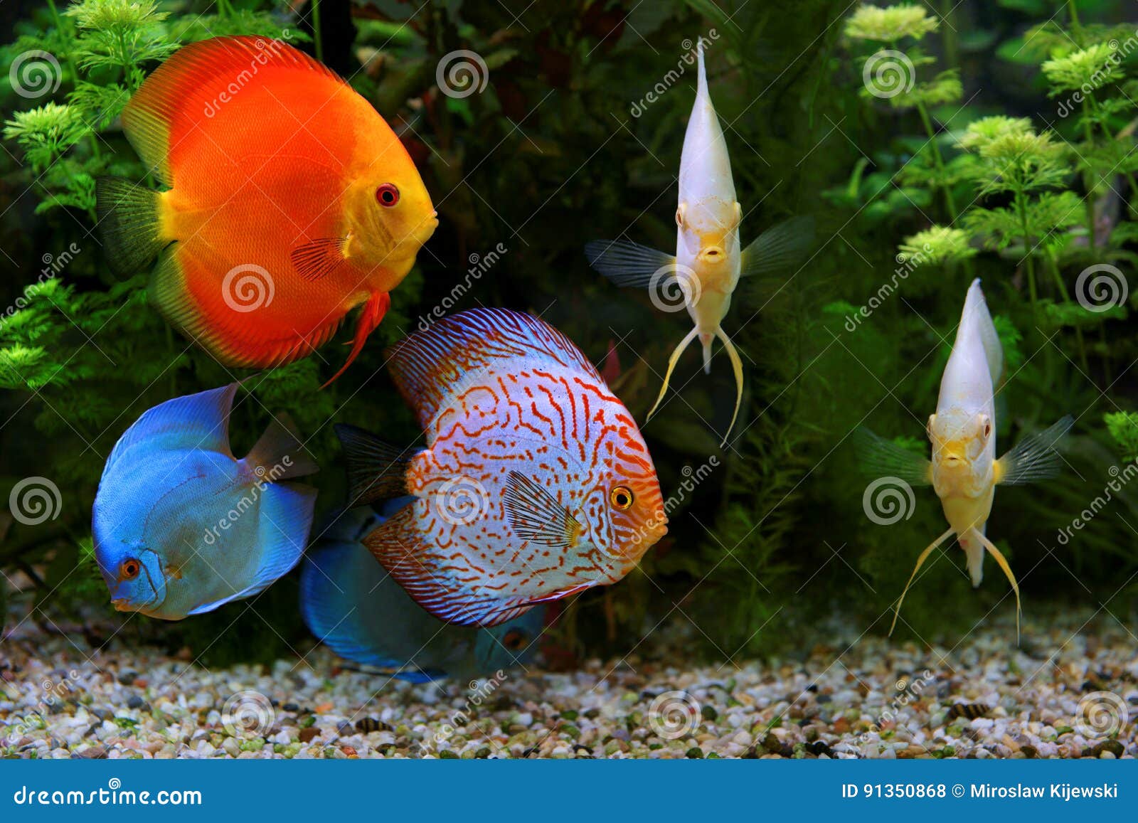 Discus Symphysodon Multi Colored Cichlids In The Aquarium The Freshwater Fish Native To The Amazon River Basin Stock Photo Image Of Nature Cichlid