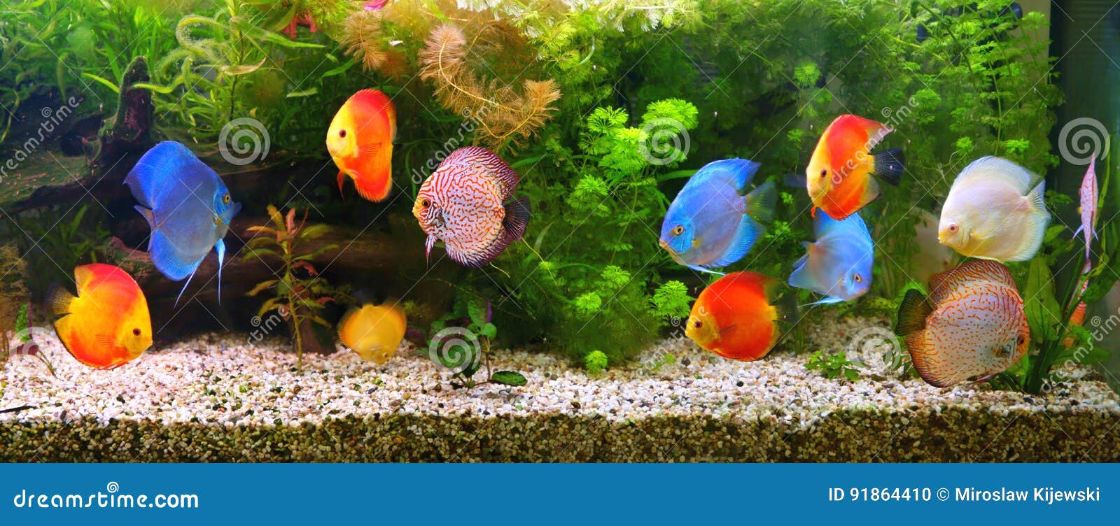 Discus Symphysodon Multi Colored Cichlids In The Aquarium The Freshwater Fish Native To The Amazon River Basin Stock Photo Image Of Melon Plants