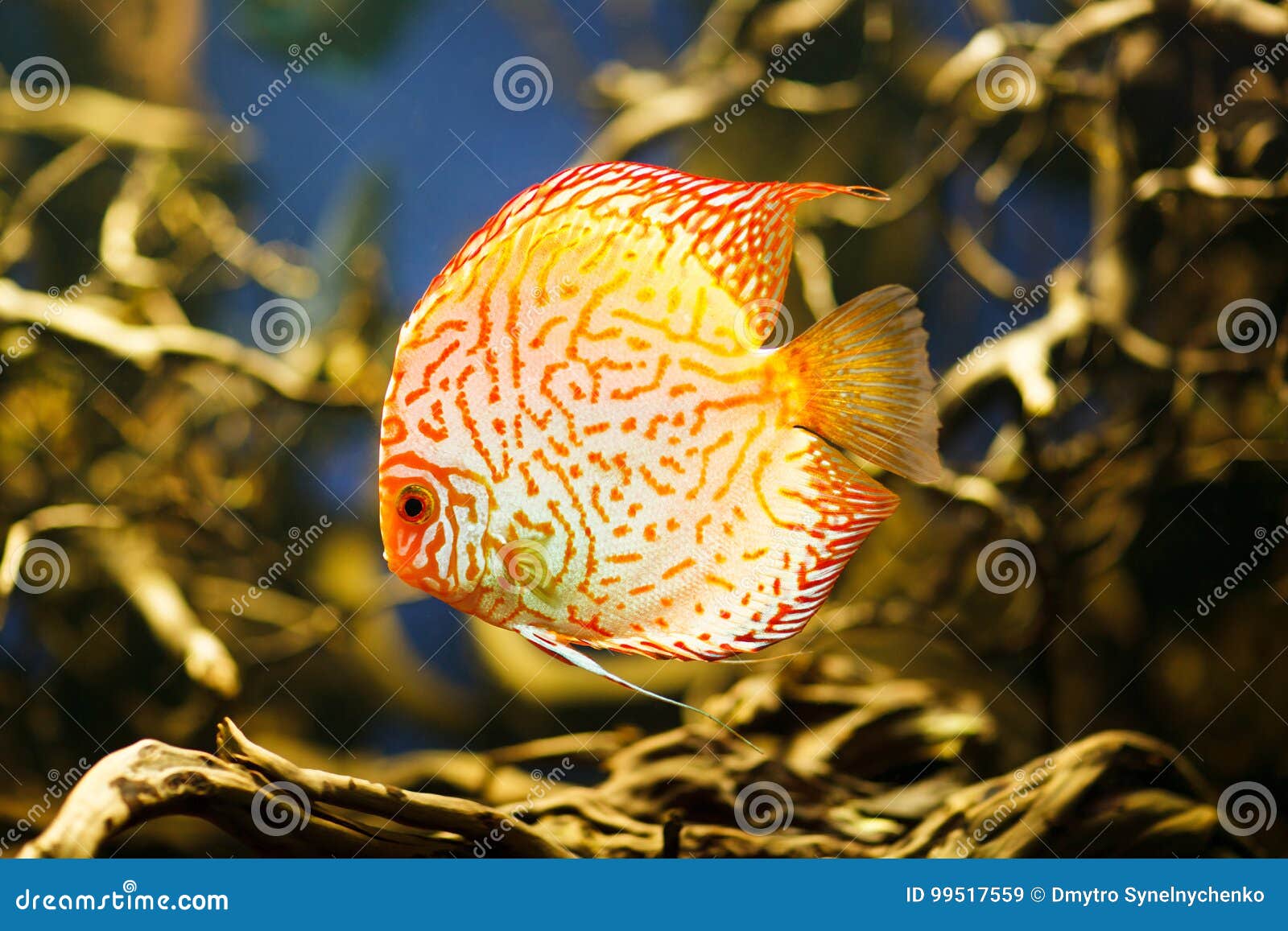 Discus Symphysodon Spp Freshwater Fish Native To The Amazon River Stock Image Image Of River Animal Discus Symphysodon Spp Freshwater Fish Native To The Amazon River Stock Image Image Of River Animal