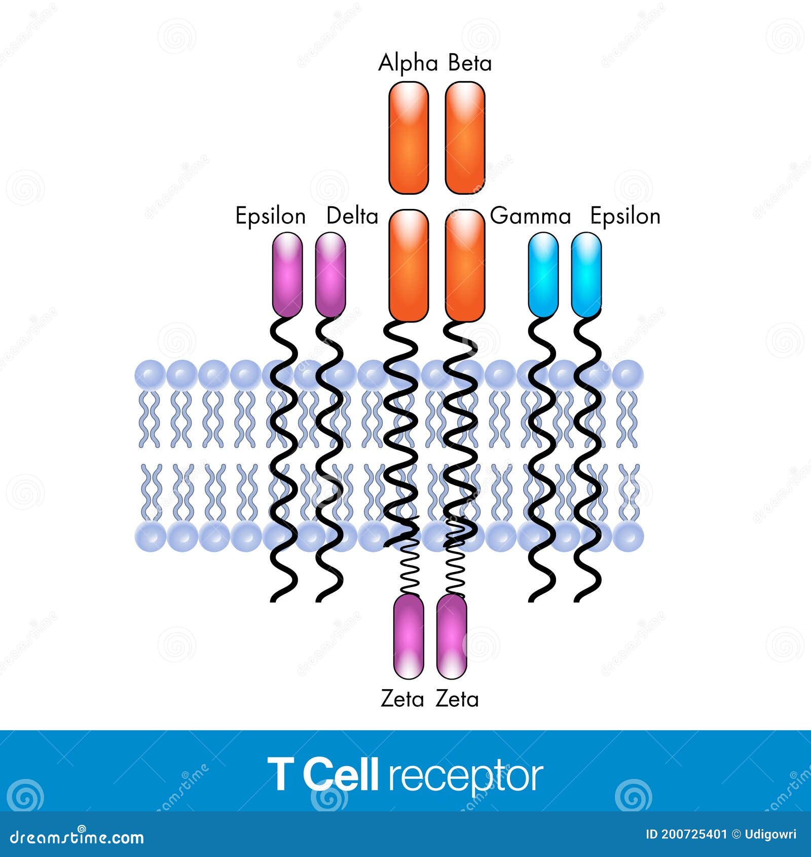 Diseño De Estructura Molecular De Receptores De Células T Stock de  ilustración - Ilustración de beta, sentido: 200725401