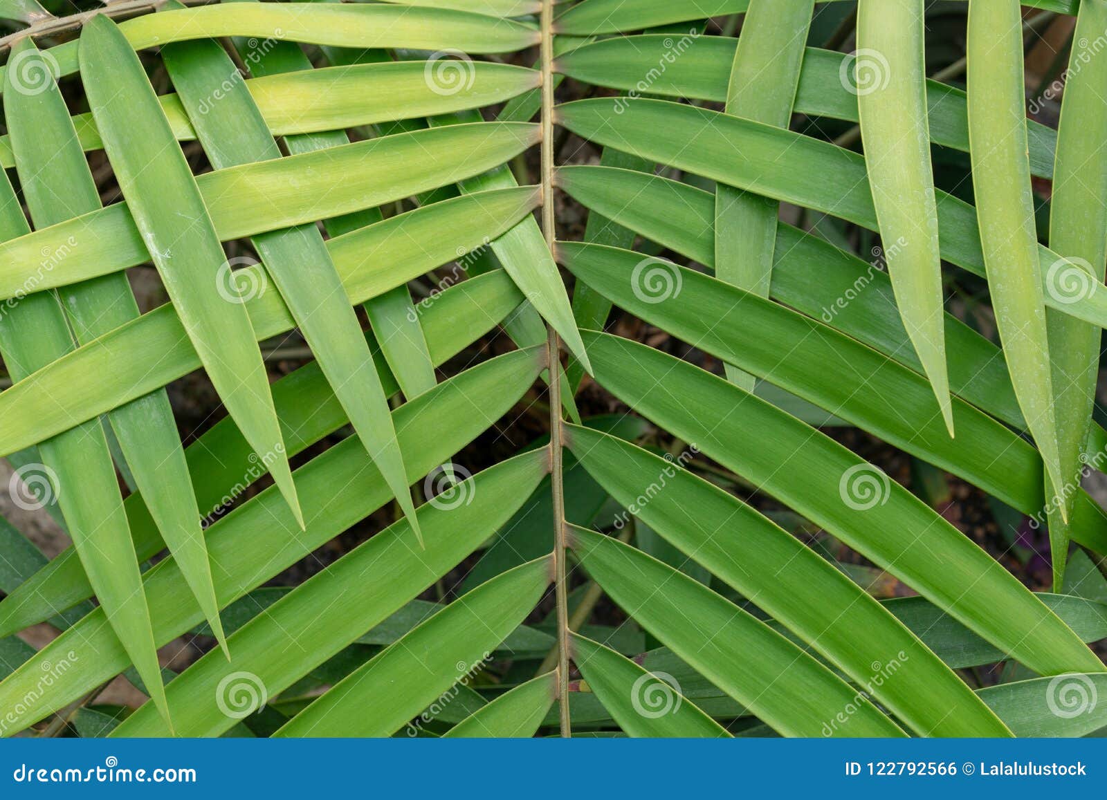 Detalle de la estera, tejida con paja de hoja de palma natural,  entrelazada, según la tradición indígena en Brasil Fotografía de stock -  Alamy