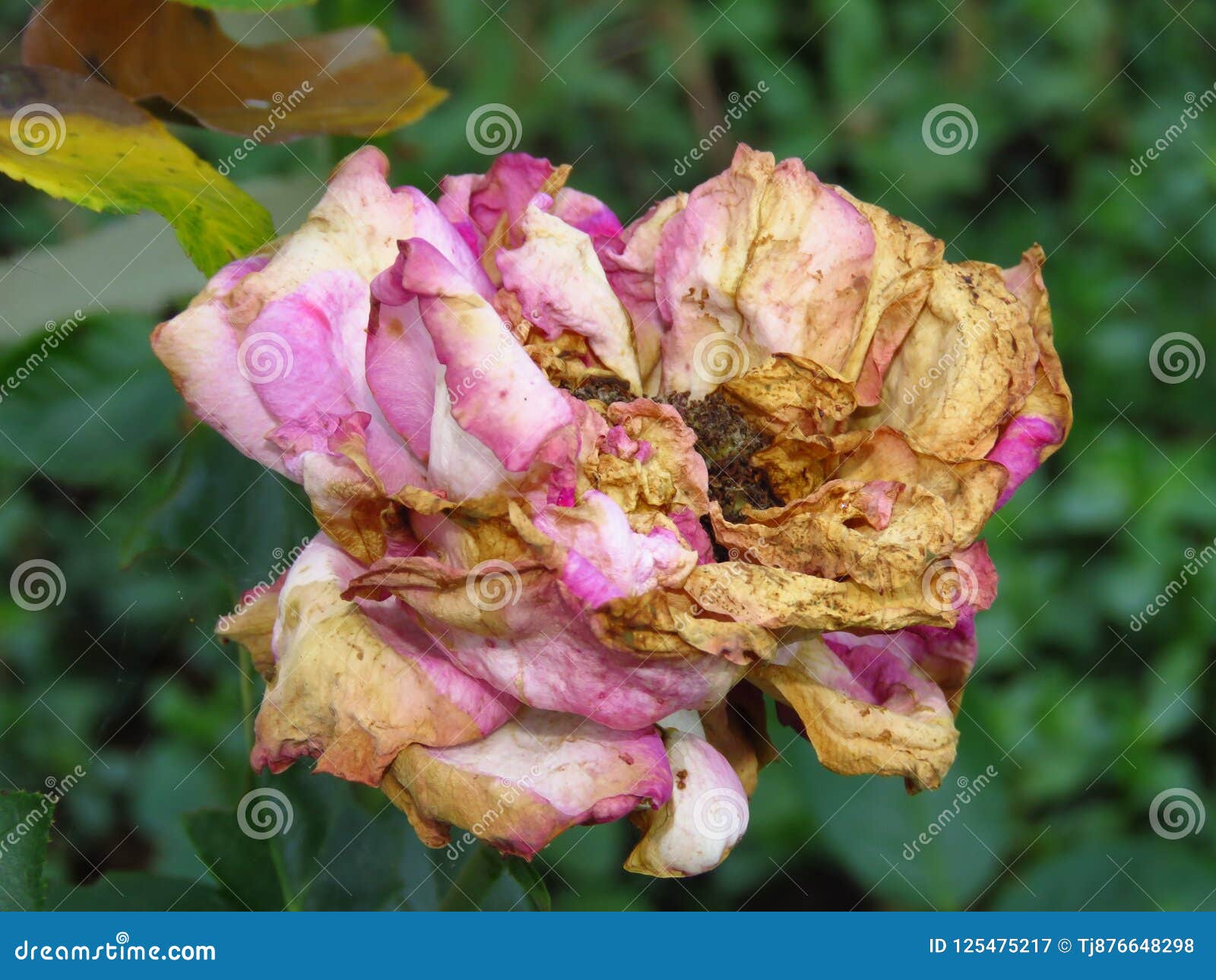 2 096 Rose Disease Photos Free Royalty Free Stock Photos From Dreamstime 2 096 Rose Disease Photos Free Royalty Free Stock Photos From Dreamstime