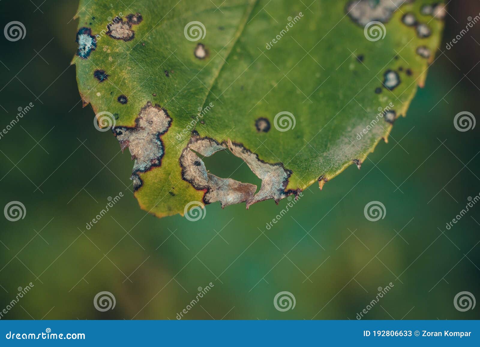 Disease Damaged Leaf of Rose with White Spots Bordered with Dark Color