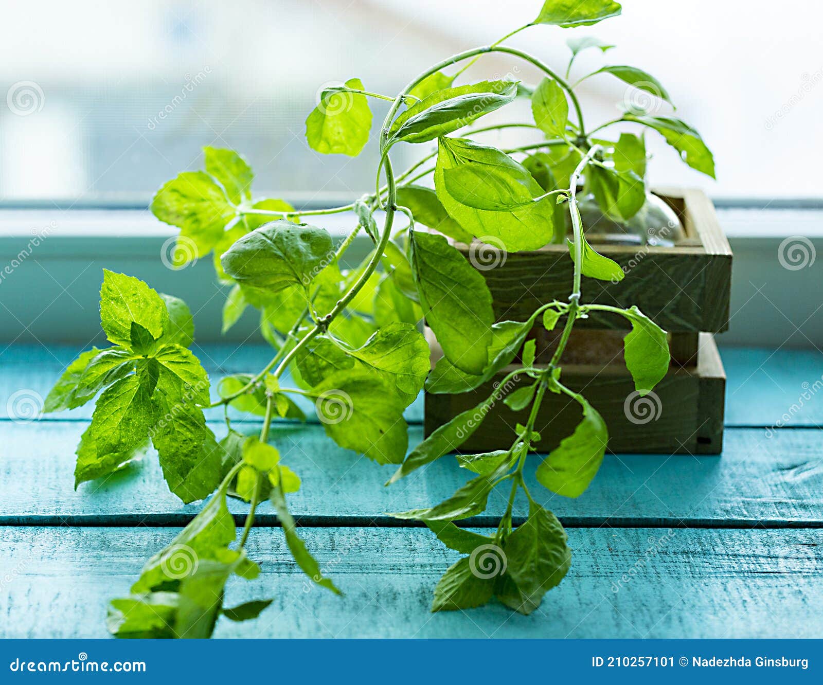 The Disease of Flowers. Basil Affected by Flower Disease on the Leaves