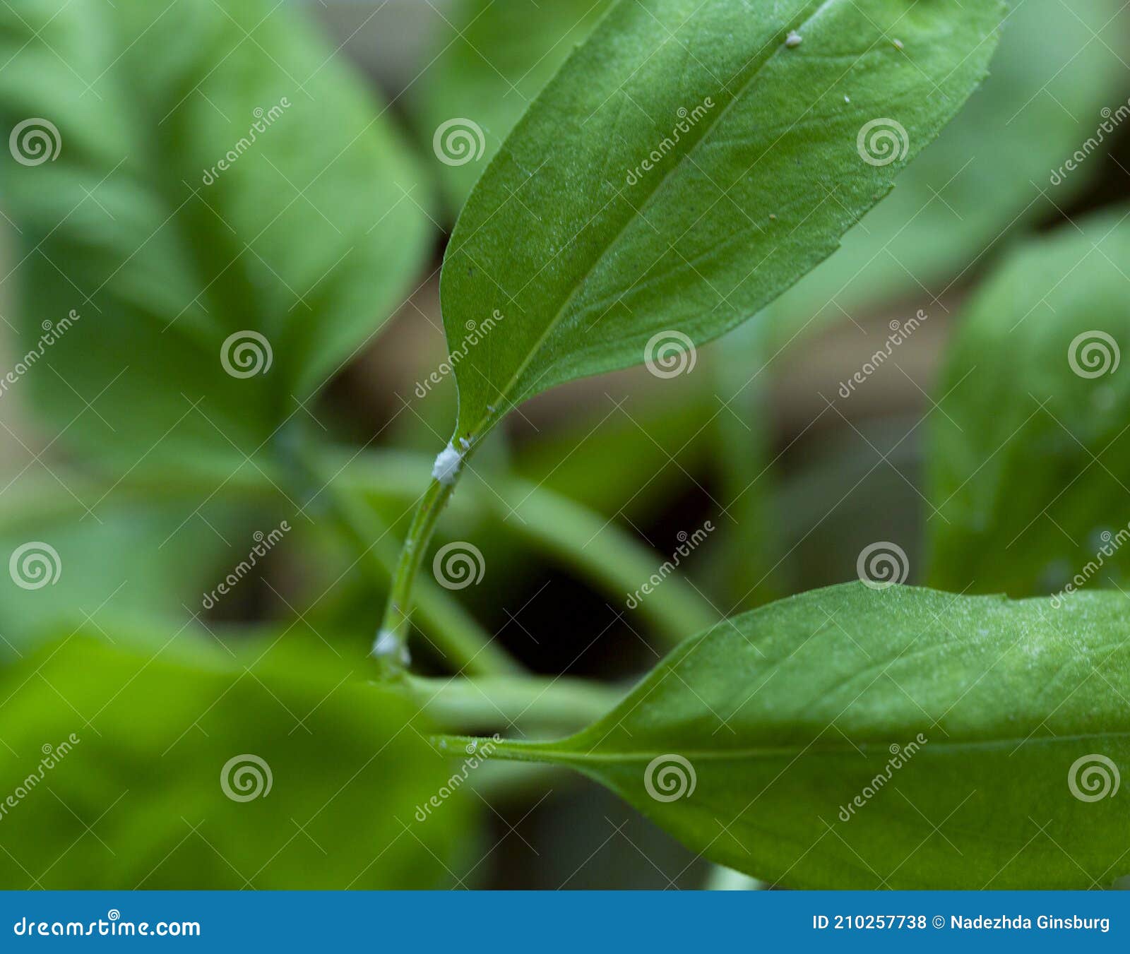 The Disease of Flowers. Basil Affected by Flower Disease on the Leaves