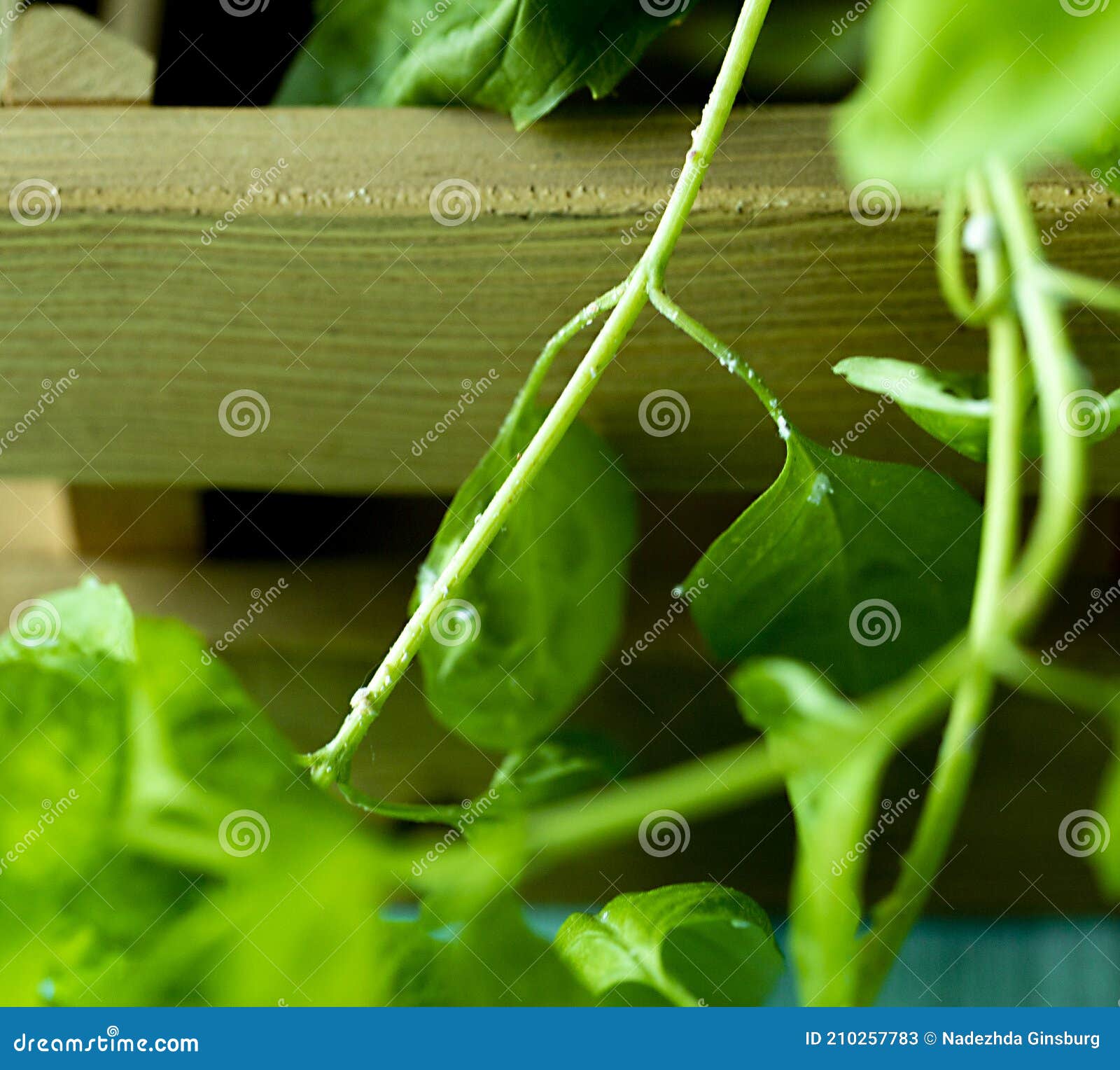 The Disease of Flowers. Basil Affected by Flower Disease on the Leaves