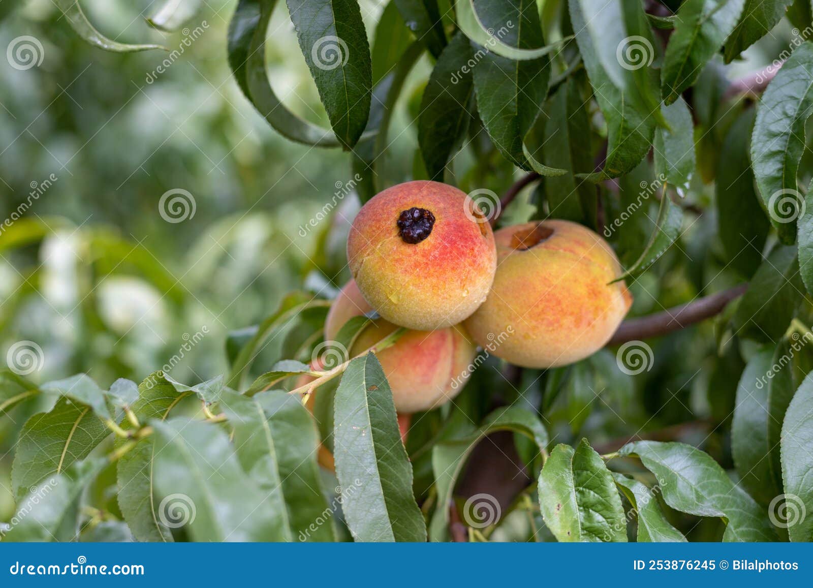 Disease Infected Peach Fruit Tree in the Orchard Stock Image Image of