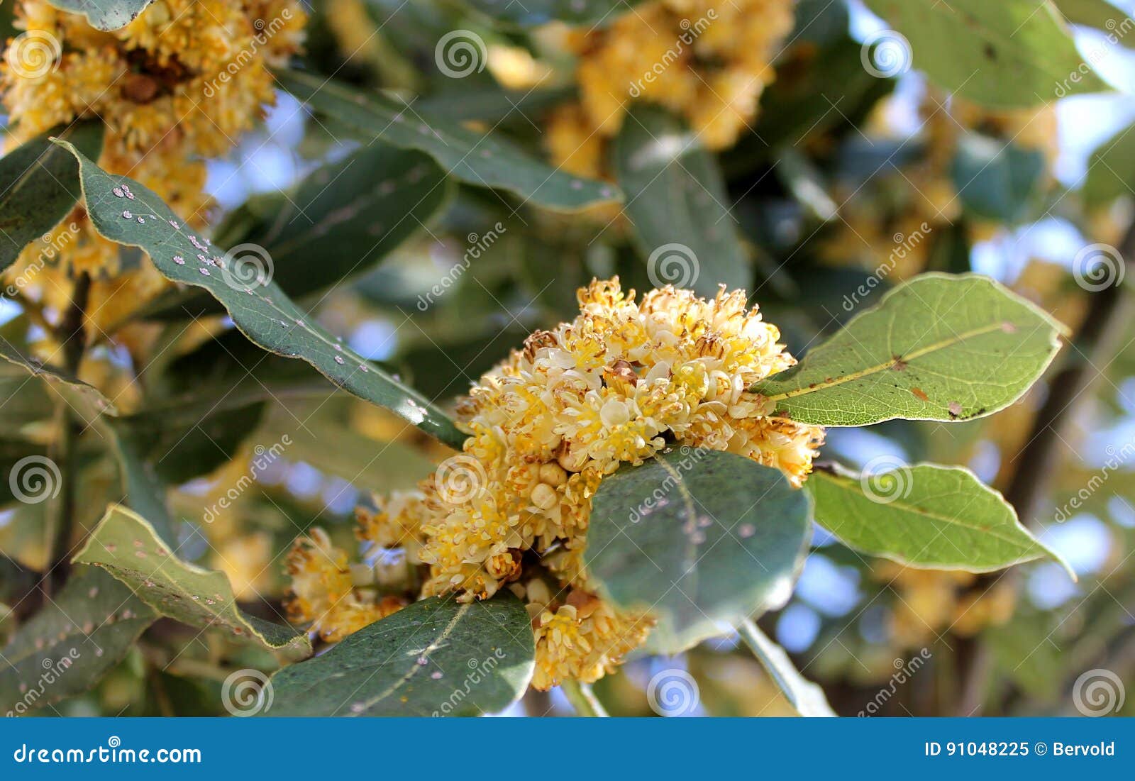 Disease on Leaves of Laurel Stock Image Image of spring, chemistry
