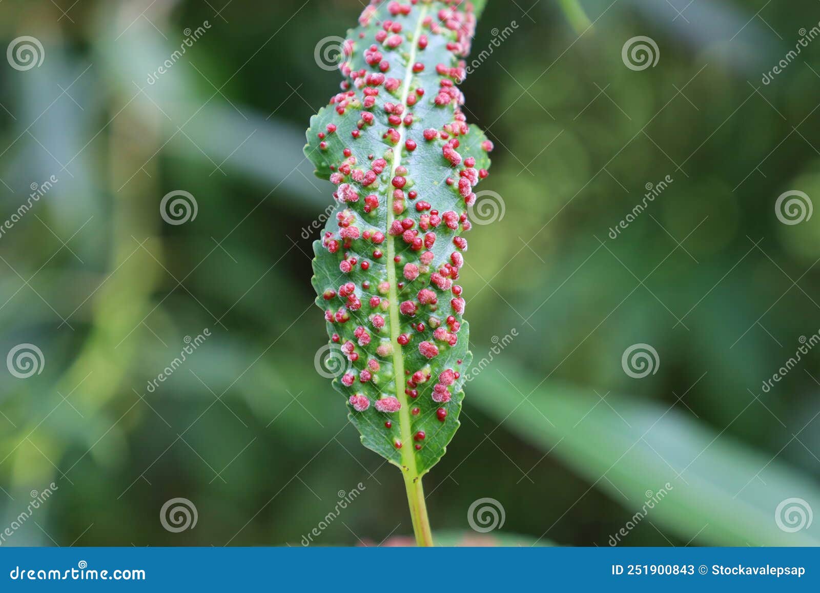 disease of salix leaves close-up. damage to gall mites. aculus tetanothrix. sick leaf of willow infected with mite