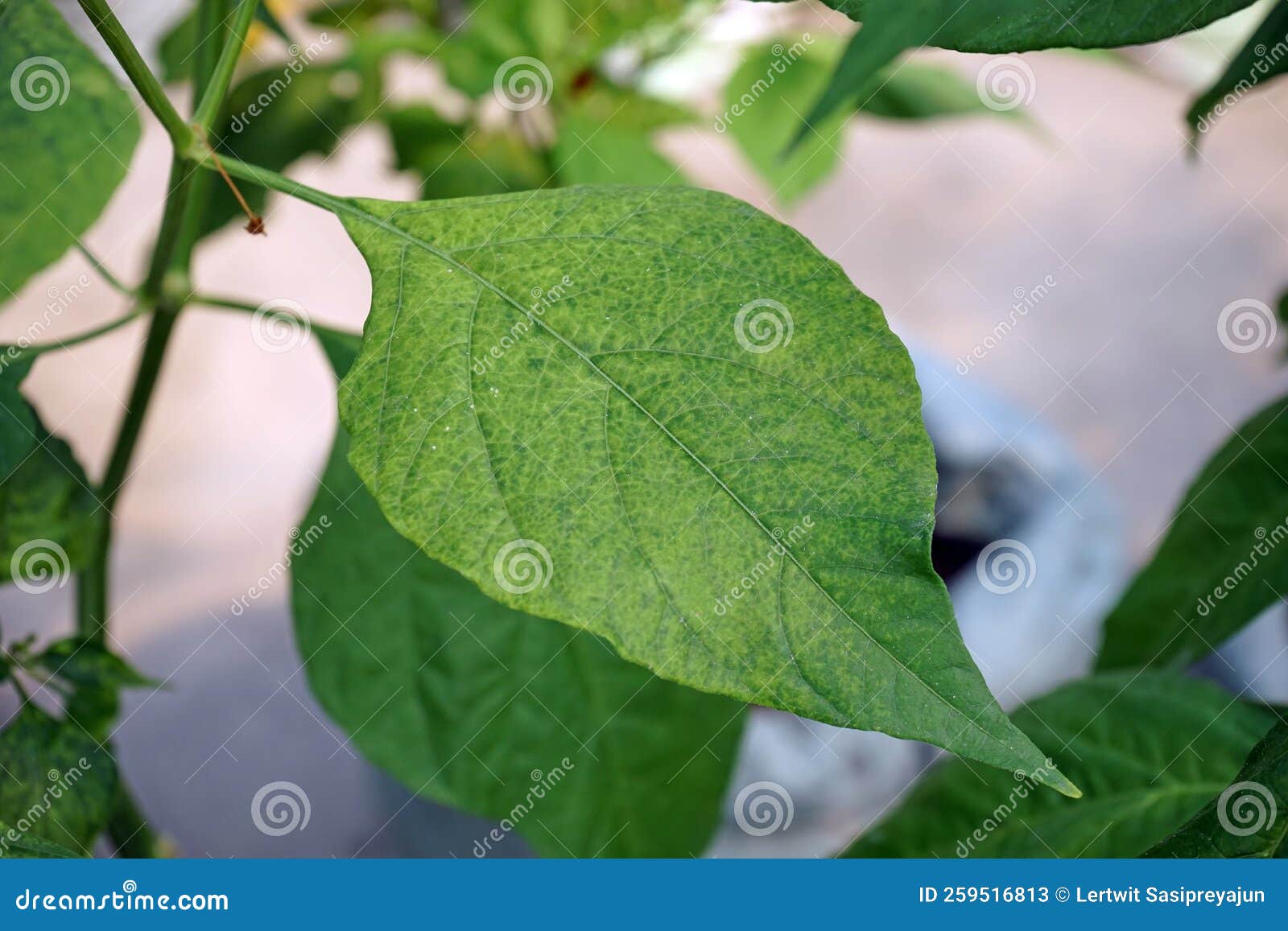 Disease Symptom of Chili from Virus, Yellowish and Mosaic Stock Image