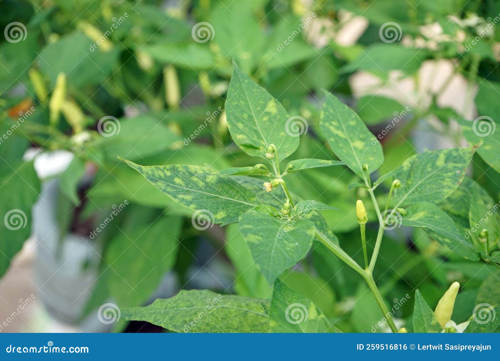 Disease Symptom of Chili from Virus, Yellowish and Mosaic Stock Photo