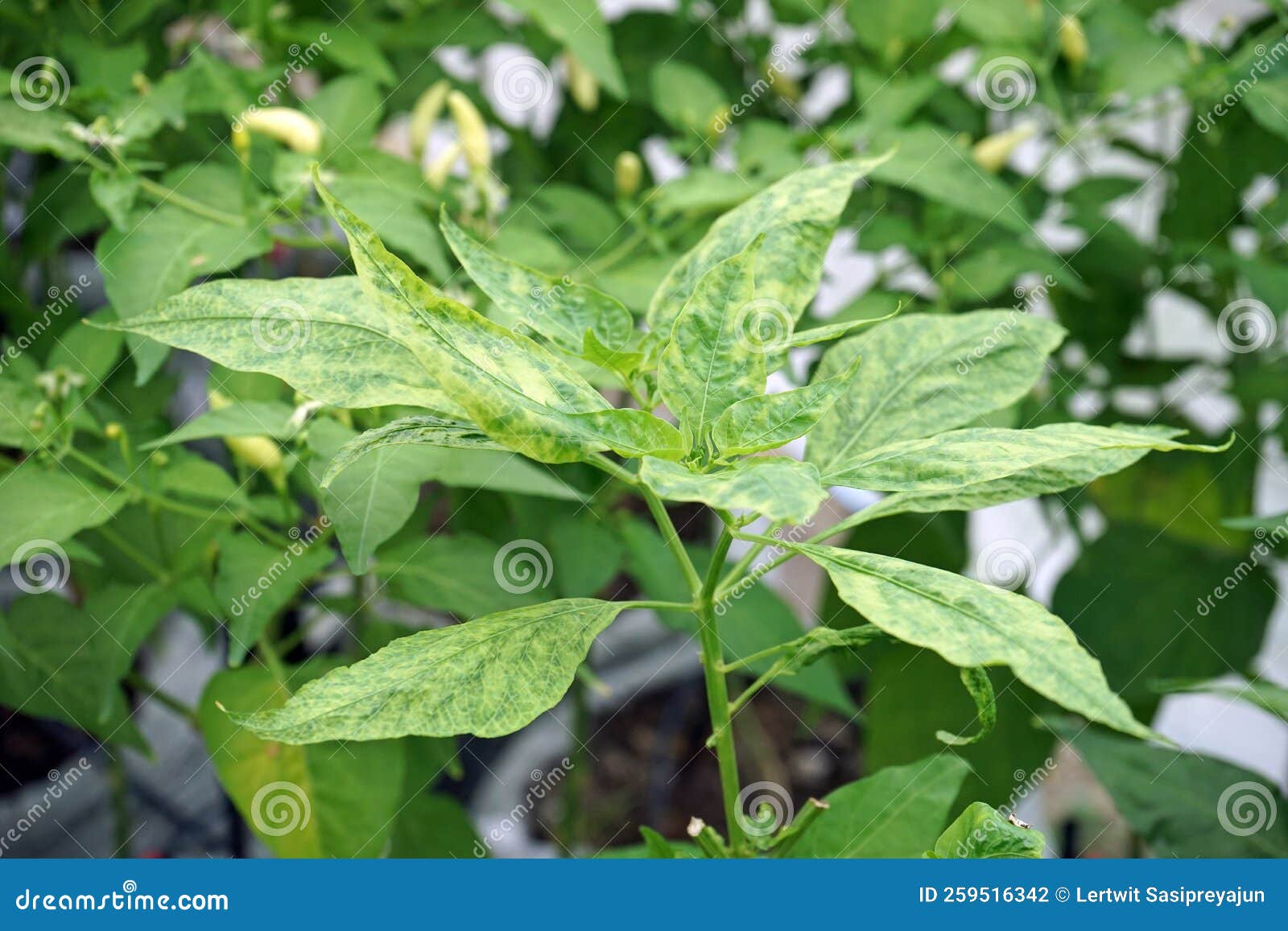 Disease Symptom of Chili from Virus, Yellowish and Mosaic Stock Photo