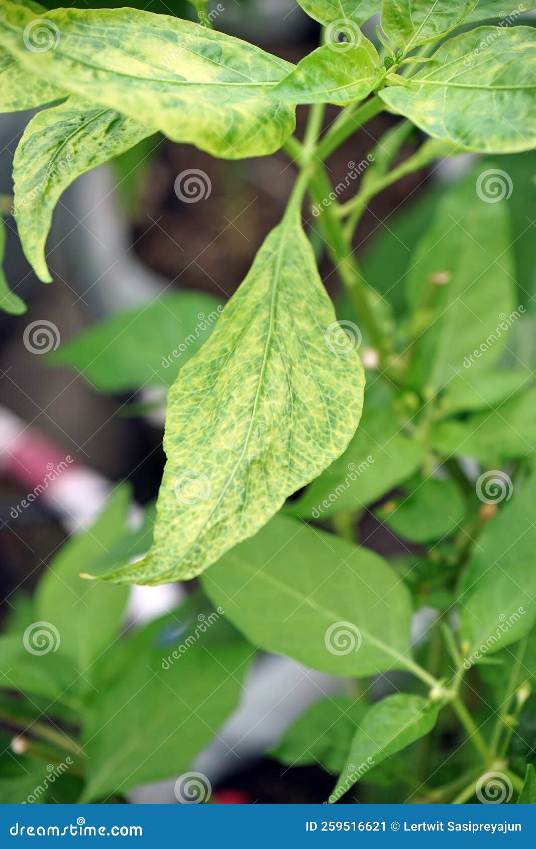 Disease Symptom of Chili from Virus, Yellowish and Mosaic Stock Image