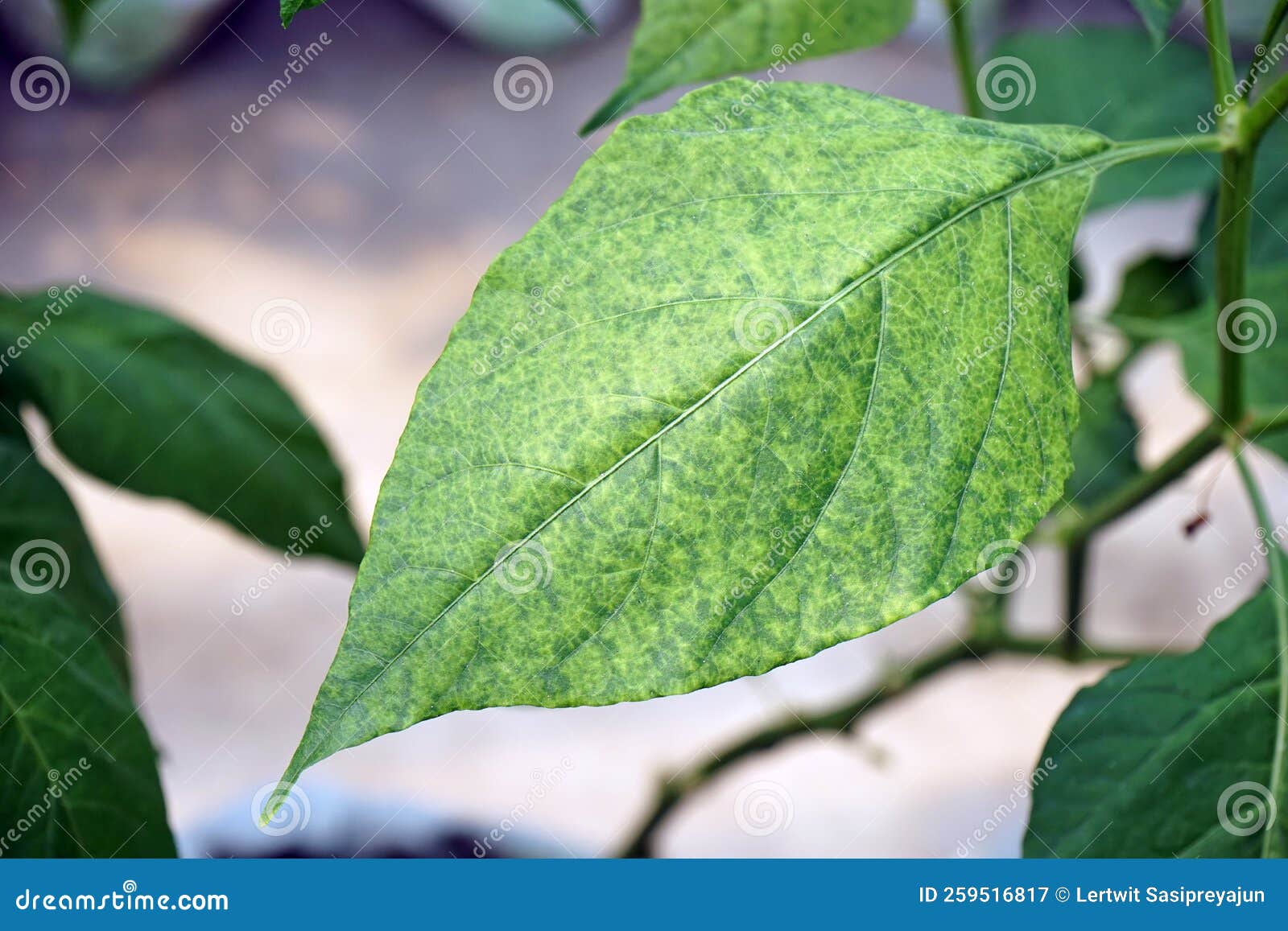 Disease Symptom of Chili from Virus, Yellowish and Mosaic Stock Image