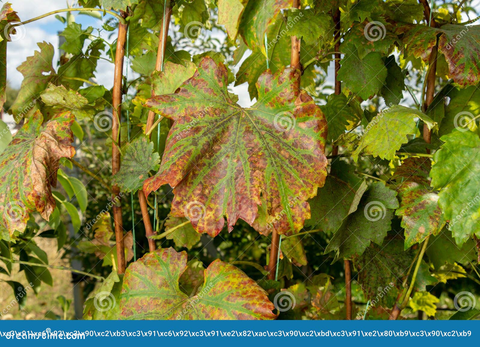 diseased affected leaf of grapes close-up macro. the concept of protecting plantings of grapes from fungal diseases