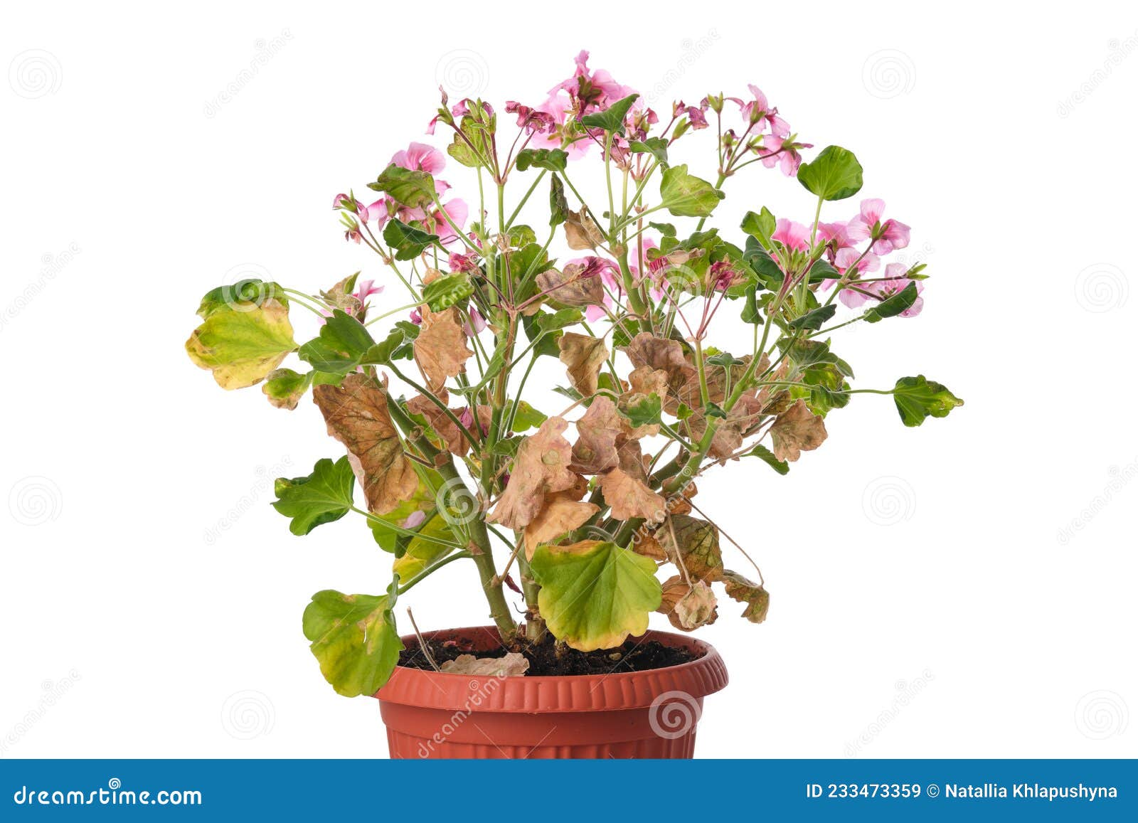 Diseased Geranium Flower with Withered Leaves in a Pot Isolated on