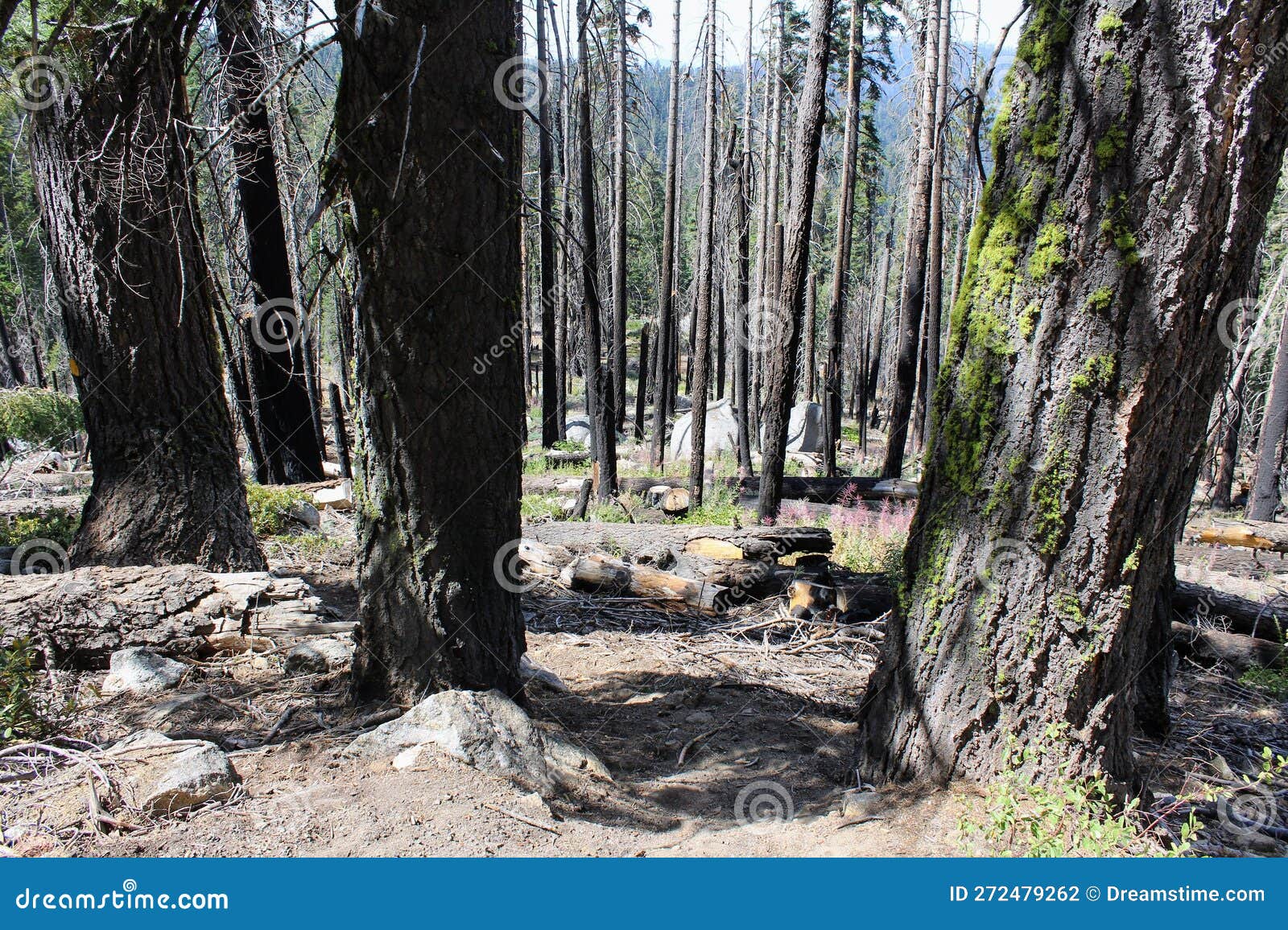 Diseased Trees in Maripose Grove Stock Photo Image of maripose