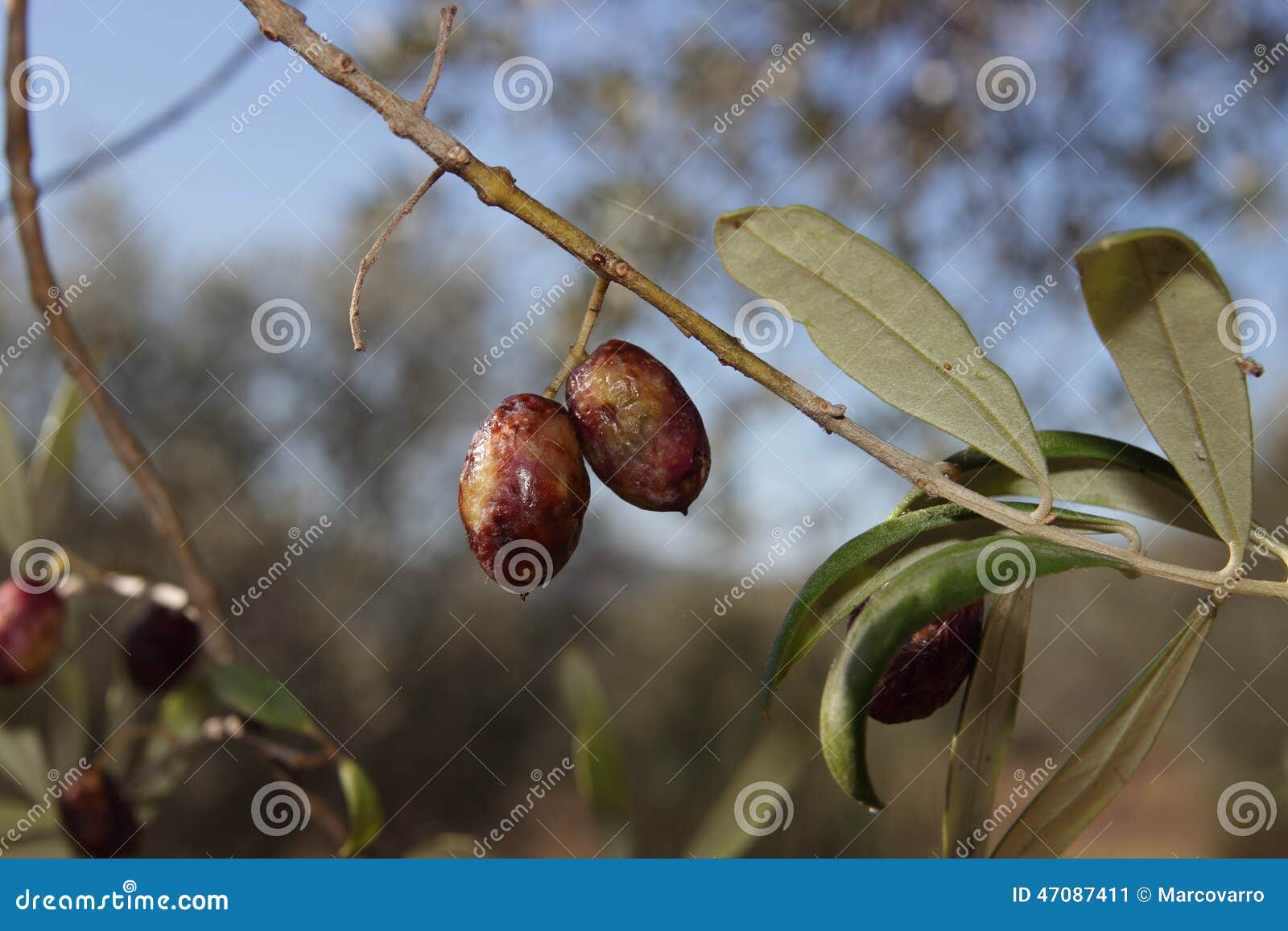 Diseases Affect Olive Trees Stock Image Image of diseases, oleae