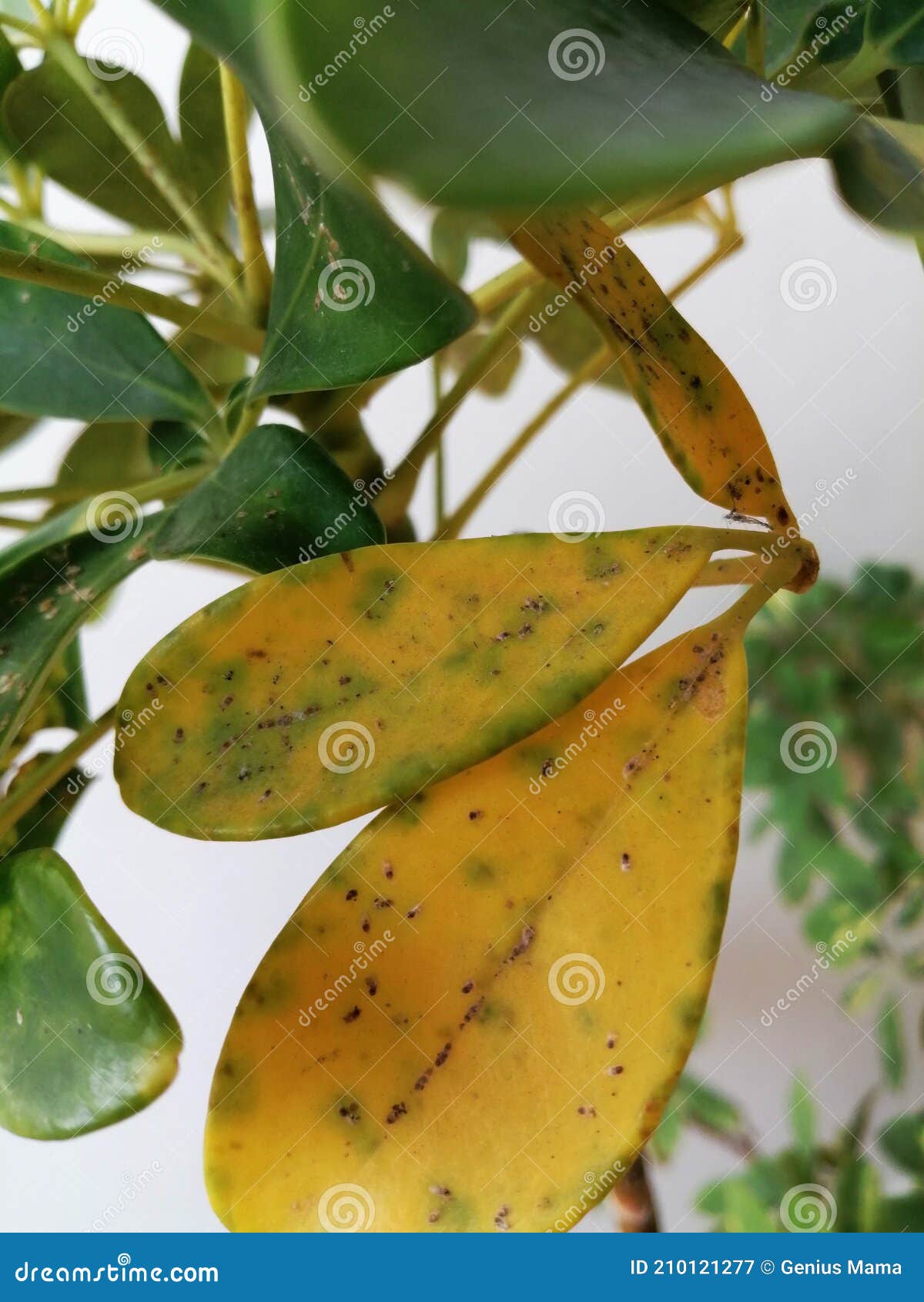Diseases that Appear on the Surface of the Leaves of an Ornamental
