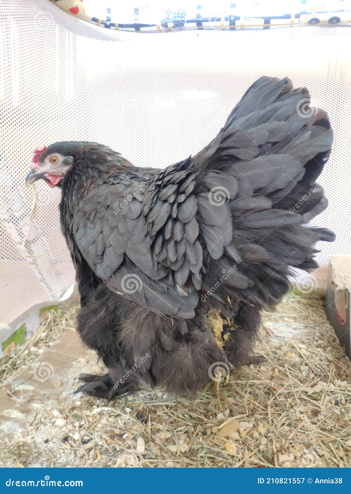Diseases of Chickens. Sick Chicken Stock Image Image of fowl, health