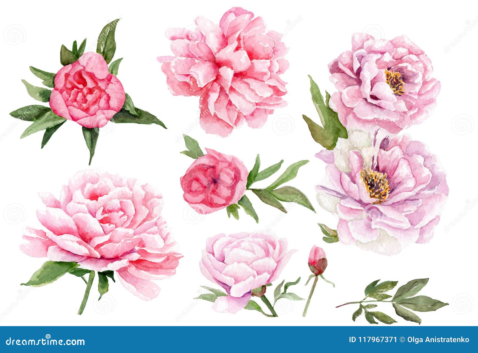 Disegni Dell Acquerello Delle Peonie Insieme Dei Fiori E Dei Fogli Illustrazione Di Stock Illustrazione Di Arte Retro