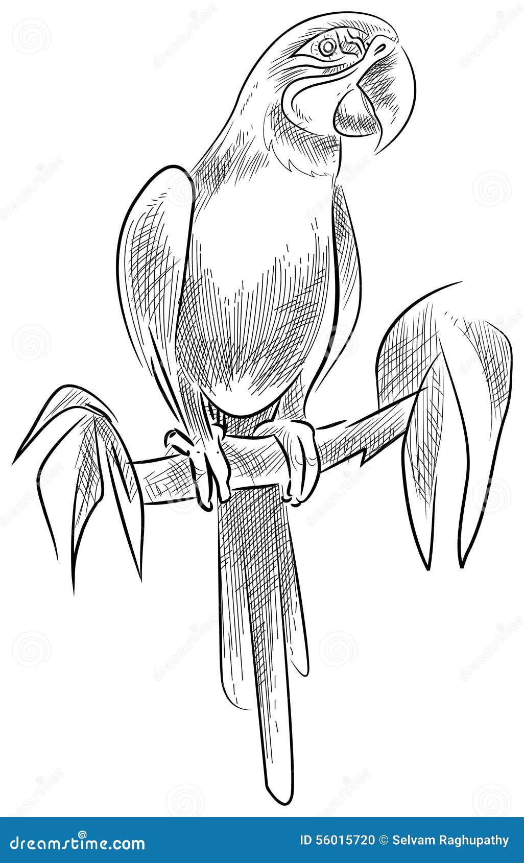 Disegno del pappagallo Libera da Diritti