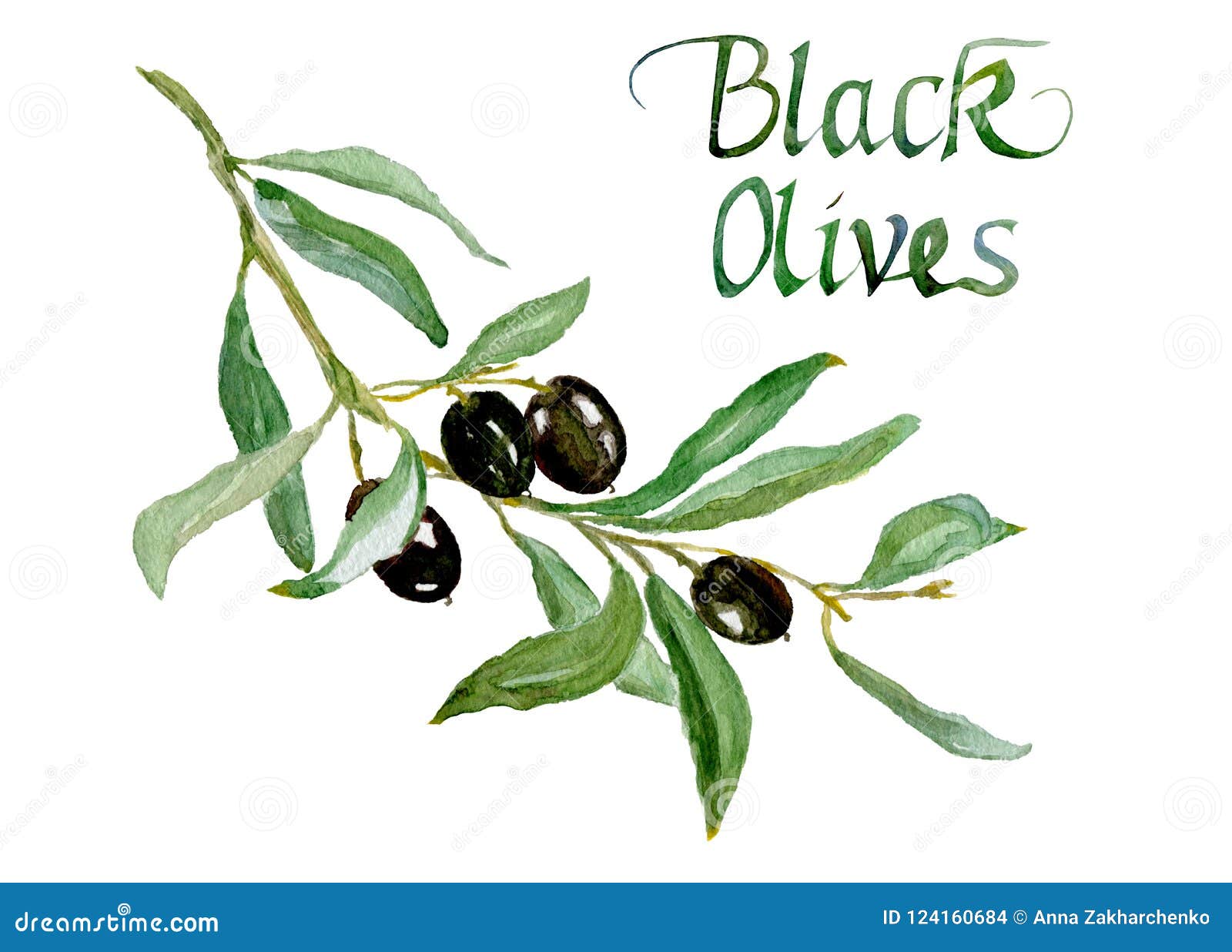 Disegno Dell Acquerello Di Un Ramo Di Ulivo Con Le Foglie E Le Olive Nere Dell Iscrizione Isolate Su Un Fondo Bianco Illustrazione Di Stock Illustrazione Di Arte Albero