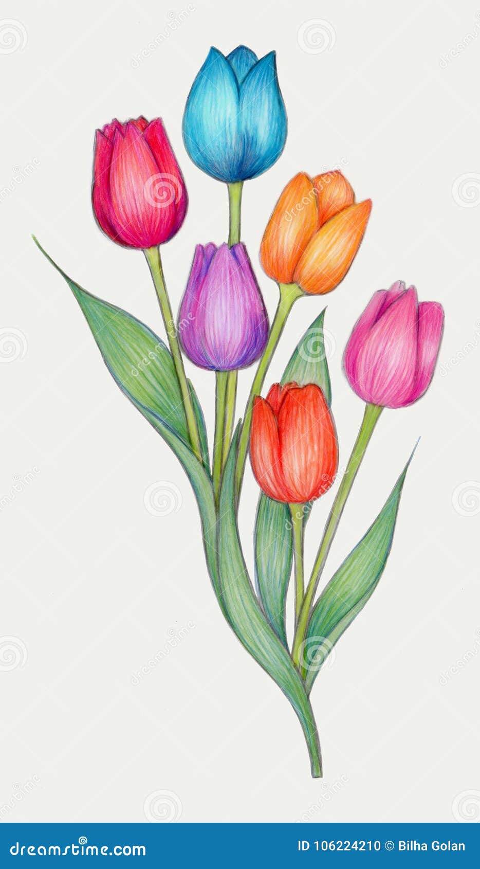 Disegno Di Matite Colorato Dei Tulipani Illustrazione Di Stock Illustrazione Di Nave Disegno