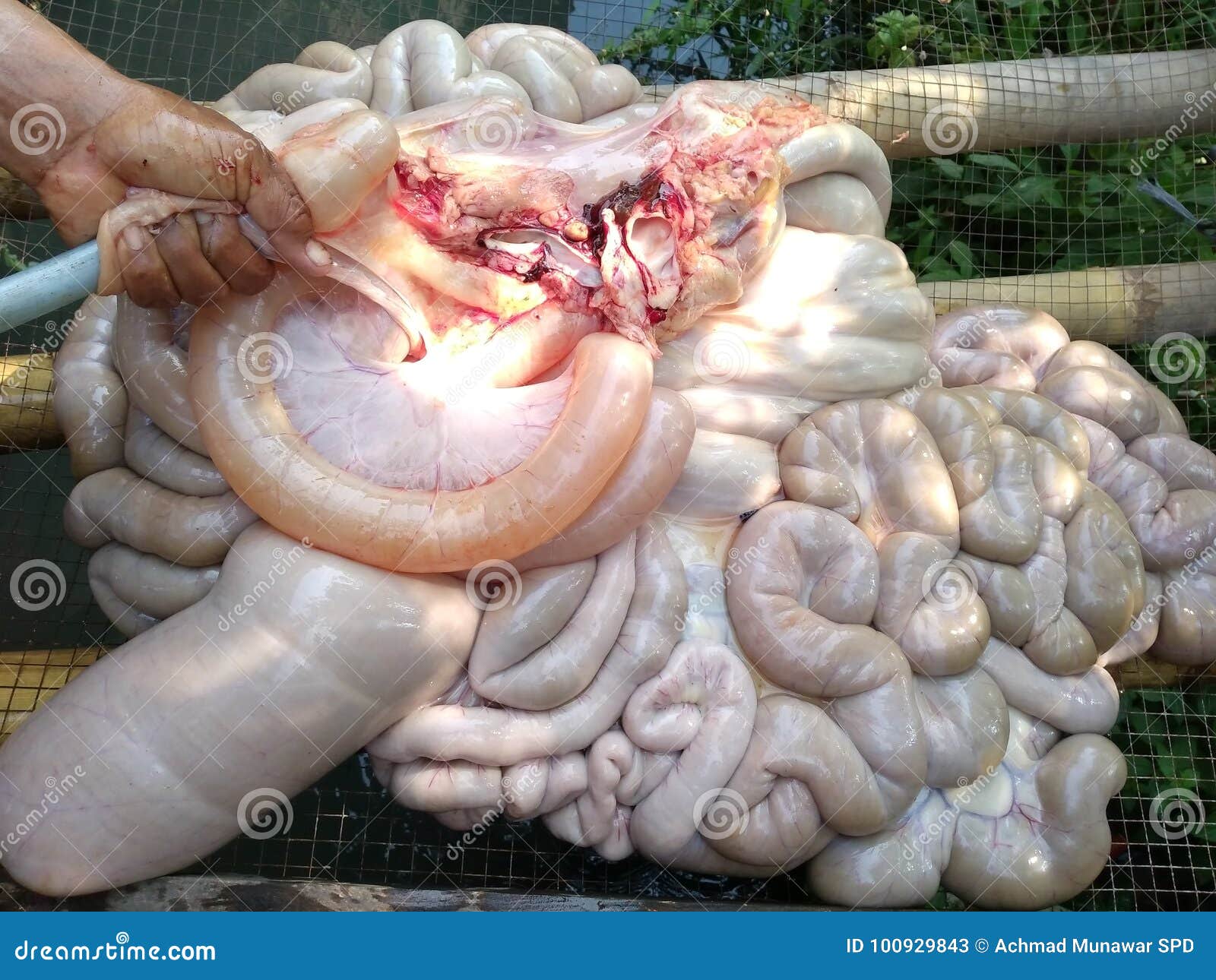 disintegrating cow gut that is being cleansed