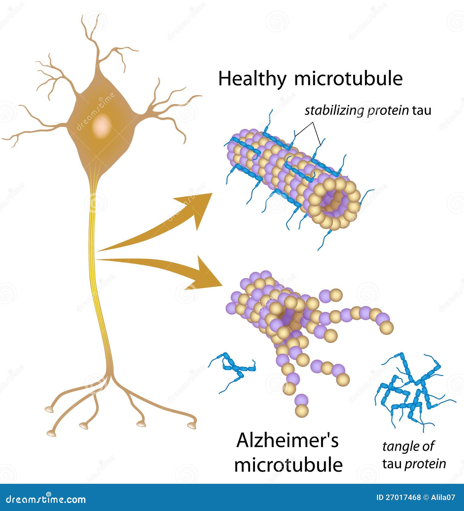 download The Consequences of Alcoholism: Medical Neuropsychiatric Economic